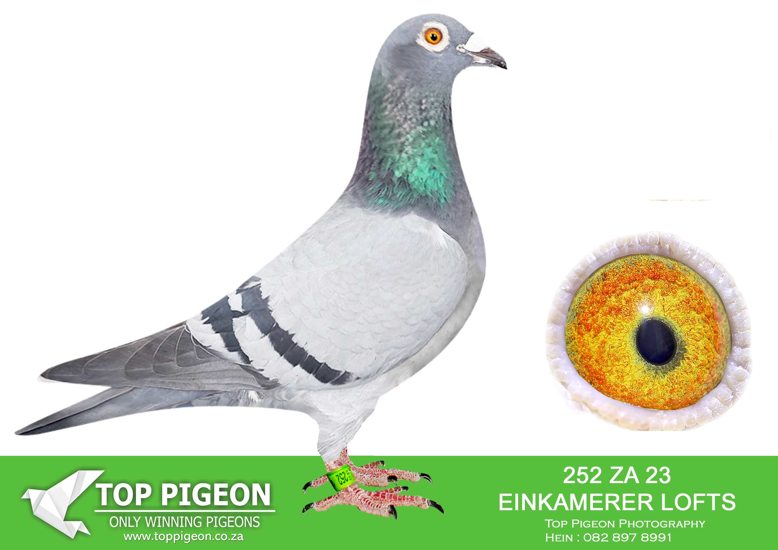 .LOT 6 EARLY DECEMBER – ZA 23 EINKAMERER LOFT 252 -SIRE: 778 SRSP 20 “Blackbeeke” AIias “Blackbeeke” Strain: Einkarerer Color: Blue Bar. Bred out of the best houben , Jan Hooyamsn , Sister Harry,Koopman , Dirkje, Jonge Bliskem , Best lines in the world today.—————DAM:1480 SRPV 21 D. EINKAMERER. DIRECT GRANDCHILD TO BLACKBIRD.SEE PEDIGREE!!!