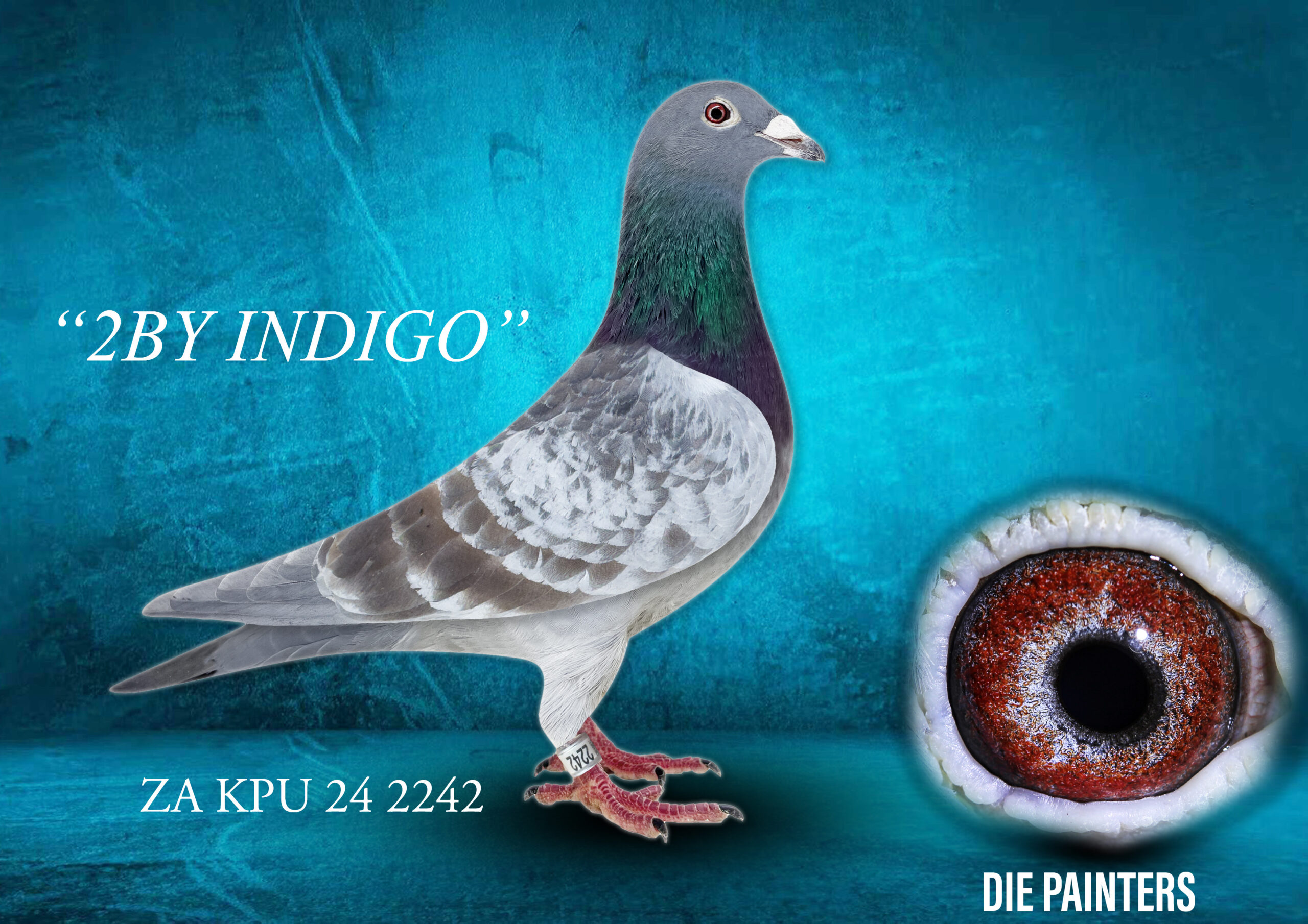 .LOT 9 DIE PAINTERS – ZA 24 KPU 2242 “MOOISTE” – Direct daughter of one of the “POTSHOT PAIR” champion daughter “PINK LADY”. She is the mother of several greats in our loft including “COMBINE KING” our 1st Overall Ace Pigeon Gauteng Weest Combine 2022 and “BROKEN KEEL HEN’ mother to Sanpo Bronze Medal Winner for Carel Meintjies 2025. Direct daughter of “BOS INDIGO” who is the foundation cock of John van den Bos’ well-known “BOS INDIGO LINE”. This cock is a fantastic breeder and amongst his children is 106/21 a 4 x Winner & Union Winner & unofficial 4th National Ace Overall. Another daughter 369/22 is National Ace Short Distance. She is a 3 X Club winner 1 X Union winner. Son 054/21 is a winner and 2nd Union. Study this pedigree carefully to see how we reproduce Union Winners and National Ace Pigeons – champions breed champions!!SEE PEDIGREE!!!!