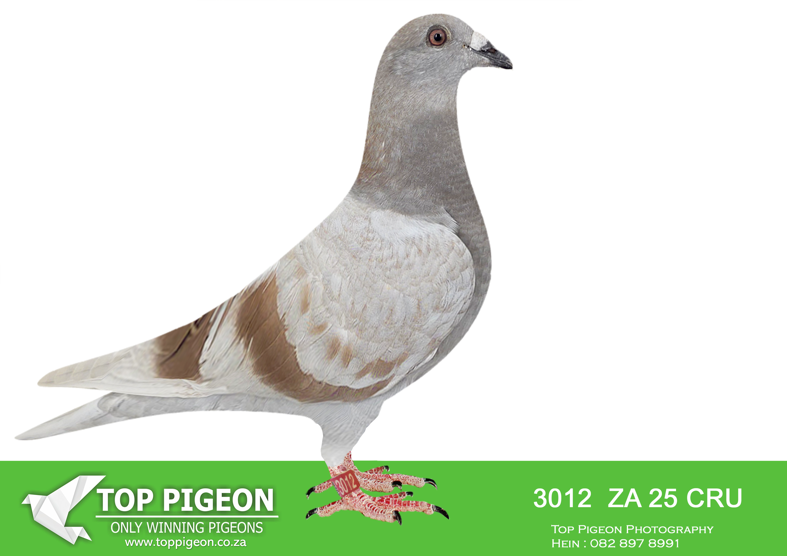 .LOT 6 BANIE DEETLEFS -3012 ZA 25 CRU -SIRE:730 J&B 24.Du Preez&Deetlefs. SIRE IS 9060 – SOLD FOR R173,000.00 BRED WINNERS 2 X WINNER SUPER RACER BROTHER 8 X SANPO MEDAL WINNER 2ND BESTMIDDEL DISTANCE BIRD UNION 2ND BEST MIDDELDISTANCE BIRD CLUB BROTHER 9059 5 X WINNER.————-DAM:710 J&B 24 Colour: BB Du Preez&Deetlefs. SIRE IS 27628 “JOKER” -SOLD FOR R70,500.00 3 X WINNER – 2 X COMBINE WINNER SANPO MEDAL WINNER DAUGHTER J&B -22 499 – 4TH BLUE JACKET AFRIKA PRO 2023 SISTER 17-27606 – 2 X COMB. WINNER SISTER 17-24588 – WINNER. DAM IS 11072 – SOLD FOR R207,000.00 4 X WINNER SCORED 3X TIMES FIRST 5 CLUB 2022 SCORED 5X TIMES CLUB 2022 SUPER RACER SCORED 12X CLUB 2023.SEE PEDIGREE!!!!