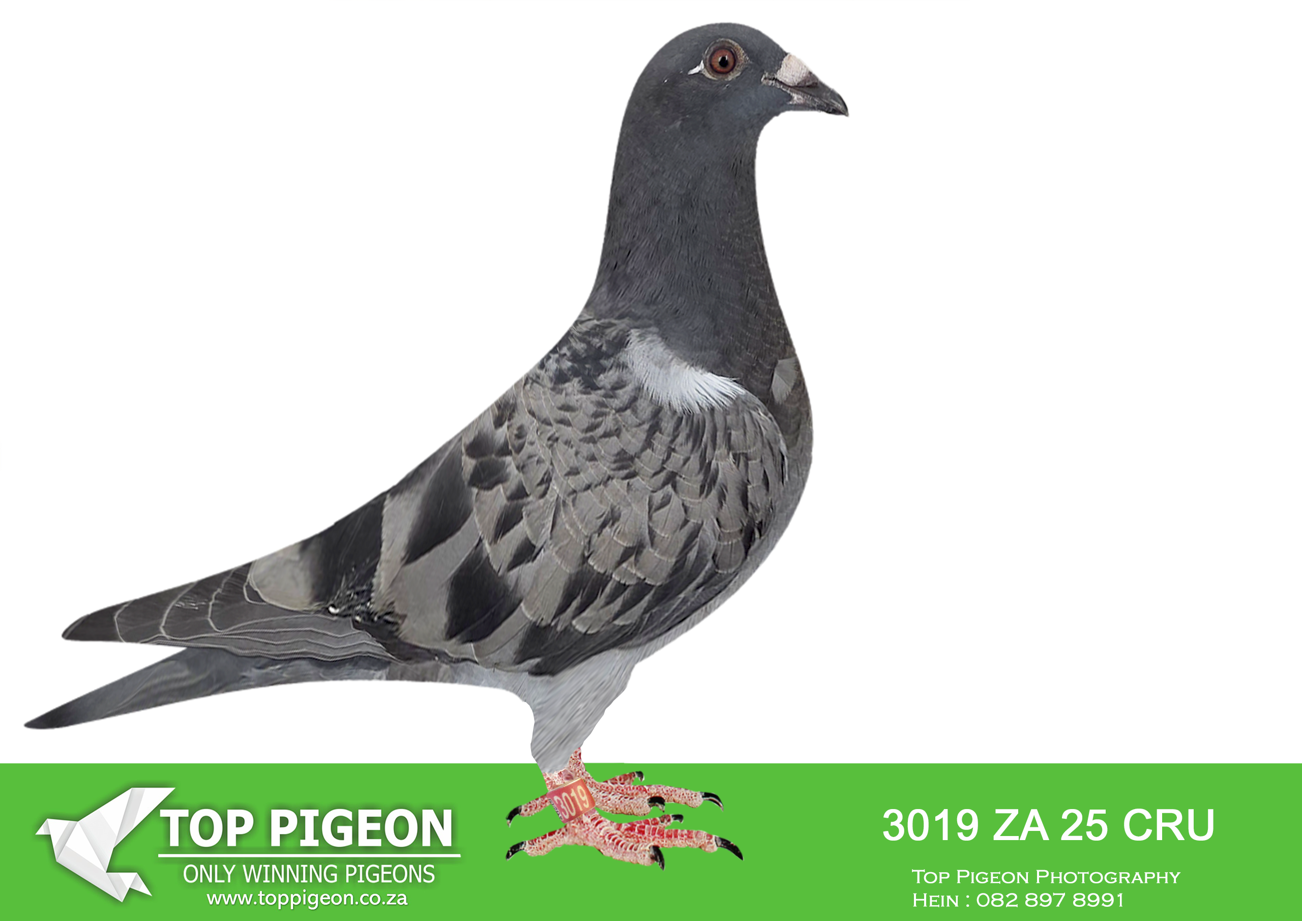 LOT 36 BANIE DEETLEFS -3019 ZA 25 CRU DERBY -SIRE:754 J&B 24. DU PREEZ & DEETLEFS. SIRE IS HALF BROTHER TO DAM OF 8 X SANPO MEDAL WINNER. SIRE 1170 – SOLD FOR R45,000.00.————–DAM:713 J&B 24 Colour: MEAL Du Preez&Deetlefs. SIRE IS 9059 – SOLD FOR R247,000.00 WINNER BROTHER 9849 8 X SANPO MEDAL WINNER BEST BIRD UNION AND CLUB BEST MIDDEL DISTANCE BIRD AND WON 5 X IN FIRST YEAR – 9059 SCORED 3 X 1ST 10 IN CLUB. BEST BIRD CLUB 2022 COFFISIENT SCORED 5 X 1ST CLUB 2022.SEE PEDIGREE!!!!