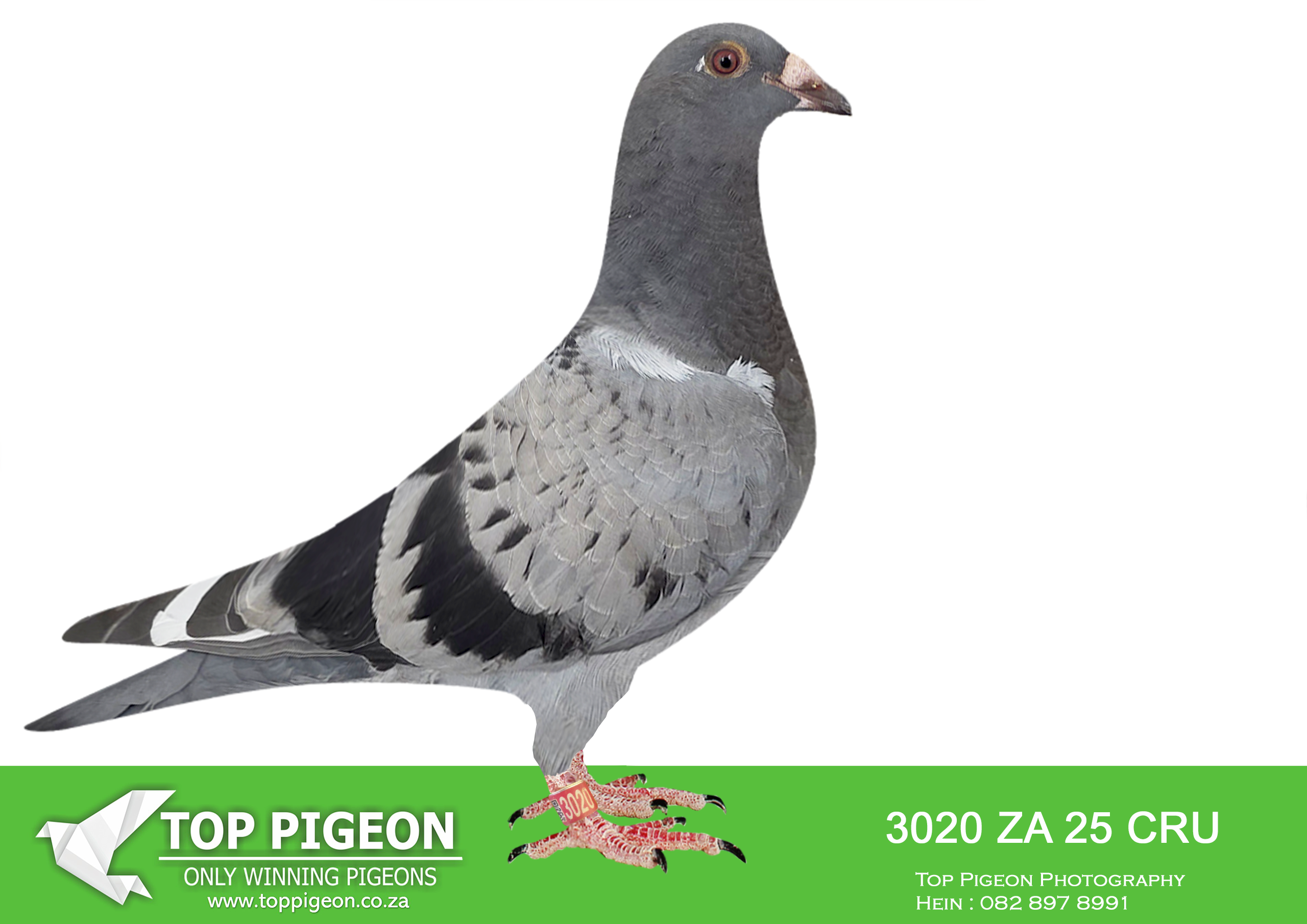 LOT 19 BANIE DEETLEFS -3020 ZA 25 CRU DERBY -SIRE:754 J&B 24. DU PREEZ & DEETLEFS. SIRE IS HALF BROTHER TO DAM OF 8 X SANPO MEDAL WINNER. SIRE 1170 – SOLD FOR R45,000.00.————–DAM:713 J&B 24 Colour: MEAL Du Preez&Deetlefs. SIRE IS 9059 – SOLD FOR R247,000.00 WINNER BROTHER 9849 8 X SANPO MEDAL WINNER BEST BIRD UNION AND CLUB BEST MIDDEL DISTANCE BIRD AND WON 5 X IN FIRST YEAR – 9059 SCORED 3 X 1ST 10 IN CLUB. BEST BIRD CLUB 2022 COFFISIENT SCORED 5 X 1ST CLUB 2022.SEE PEDIGREE!!!!