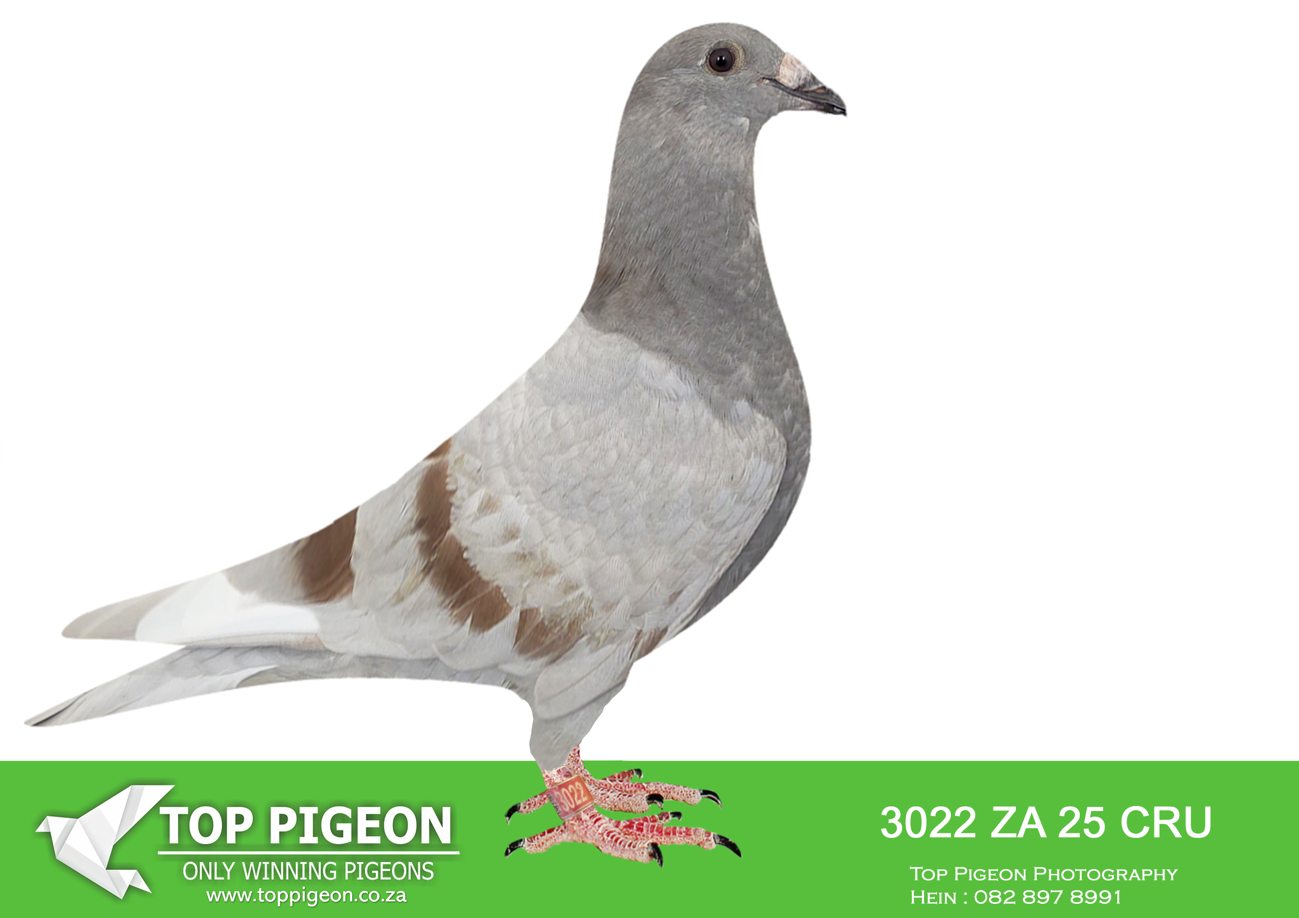 LOT 18 BANIE DEETLEFS -3022 ZA 25 CRU DERBY -SIRE:409 J&B 23.MONSTER Colour: BBP Du Preez&Deetlefs. DAM IS 518 – SOLD FOR R279,000.00 BRED 2 SANPO MEDAL WINNERS 2023 BRED WINNERS SISTER BRED 8 X SANPO MEDAL WINNER 518 FULL SISTER TO 167 & 168.————DAM:772 J&B 24 Colour: MWF. SIRE IS 9059 – SOLD FOR R247,000.00 WINNER BROTHER 9849 8 X SANPO MEDAL WINNER BEST BIRD UNION AND CLUB BEST MIDDEL DISTANCE BIRD AND WON 5 X IN FIRST YEAR – 9059 SCORED 3 X 1ST 10 IN CLUB. BEST BIRD CLUB 2022 COFFISIENT SCORED 5 X 1ST CLUB 2022.SEE PEDIGREE!!!