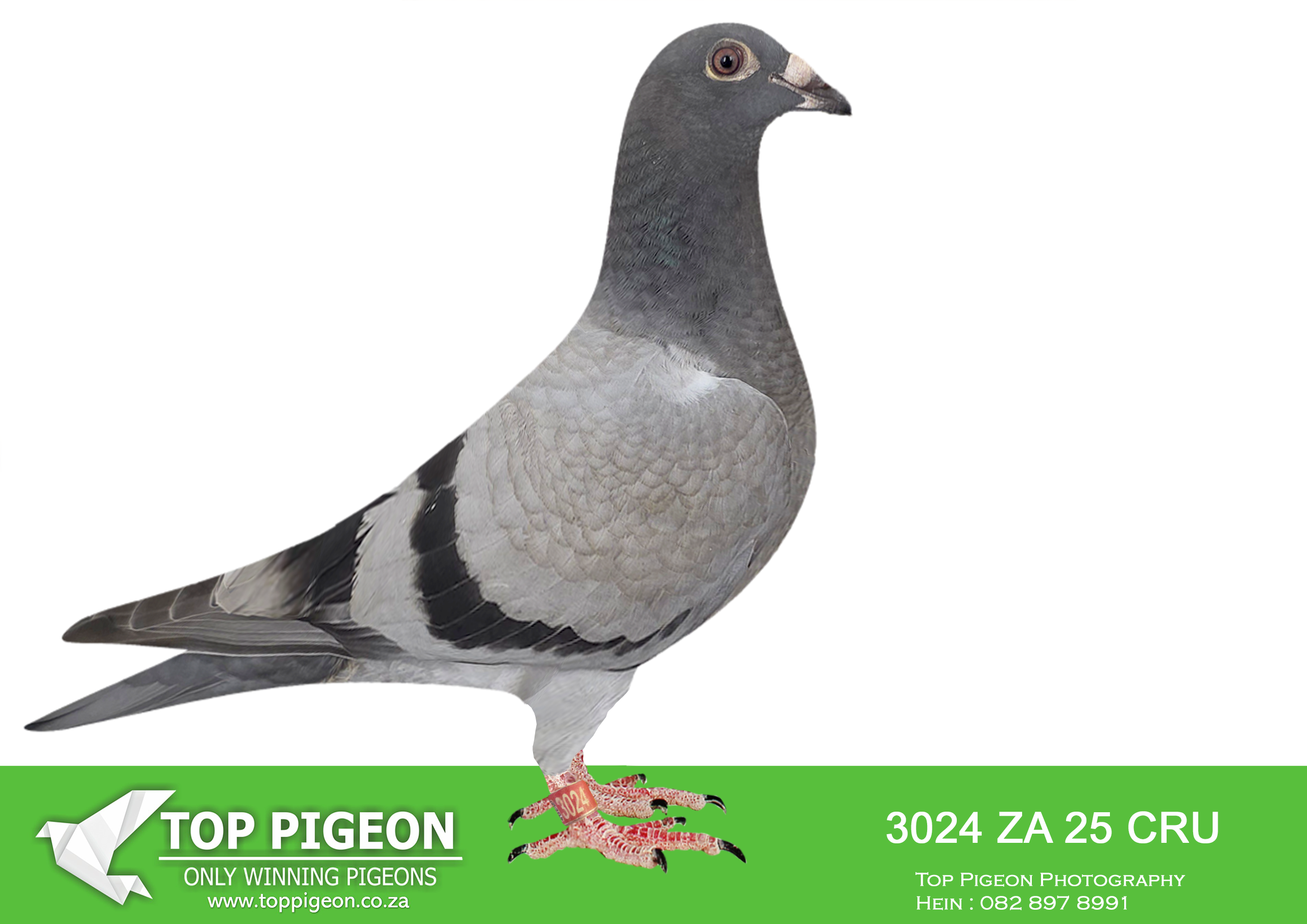 .LOT 1 BANIE DEETLEFS – 3024 ZA 25 CRU DERBY -SIRE:723 J&B 24. DU PREEZ AND DEETLEFS. SIRE IS HALF BROTHER TO DAM OF 8 X SANPO MEDAL WINNER “TURBO KITTEL” DAM TO TURBO KITTEL WERE SOLD FOR R338 000.00 ON TOPPIGEON. DAM IS 82478 – SOLD FOR R48,000.00 3 X WINNER BRED 14 WINNERS – BEST OVERALL BIRD – BEST SHORT DISTANCE BIRD – BEST OPEN BIRD.——————-DAM:982 J & B 24. DU PREEZ & DEETLEFS. SIRE IS 9849 PWDU 20 TURBO KITTEL Colour: MEAL Du Preez&Deetlefs 5XWINNER IN FIRST YEAR BEST PIGEON IN SOUTH AFRICA 8 X SANPO MEDAL WINNER 6 X GOLD 1SILVER AND 1 BRONZE BEST YEARLING BIRD UNION BEST MIDDEL DISTANCE BIRD UNION . 168 ZA ABL 20 Colou MEAL DIRK VAN DEN BULCK /ALWYN BESTER 168 – SOLD FOR R242,000.00 SUPER BREEDER BRED 7 X WINNERS – 2678 4 X WINNER. BRED 22- 401 – MOTHER 4TH BLUE JACKET A/PRO -23 (499). BRED TRACER – WINNER 3RD RACE A/ PRO -23.SEE PEDIGREE!!!!