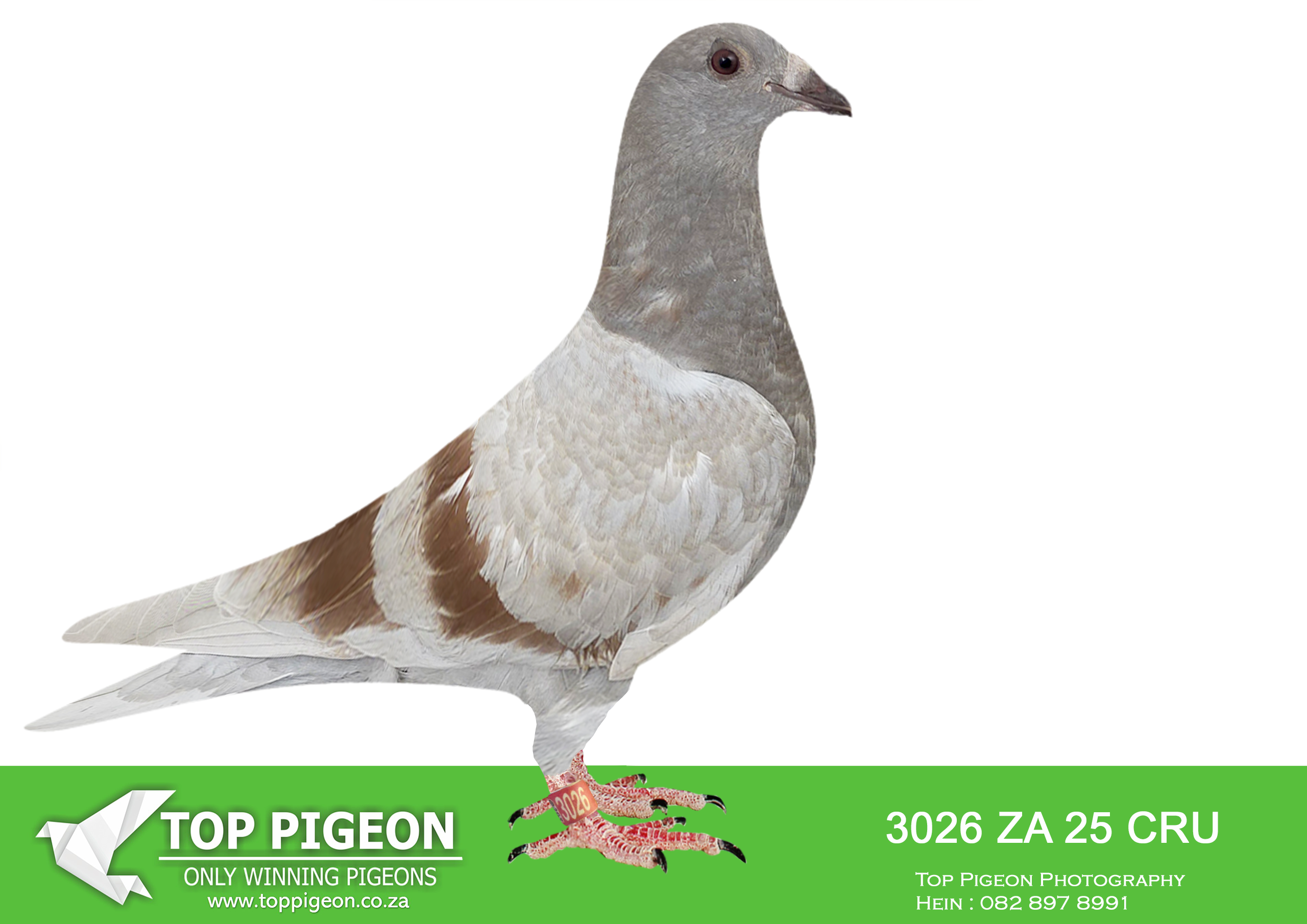 LOT 25 BANIE DEETLEFS -3026 ZA 25 CRU DERBY -SIRE:703 J&B 24.Colour: MEAL Du Preez&Deetlefs.SIRE IS 90692 – SOLD FOR R242,000.00 BRED 13 X WINNERS. FATHER TURBO KITTEL 5 X WINNER. TURBO KITTEL WON 8 SANPO MEDALS – SON 20-9059 – 5 X WINNER. SISTER 22-11072 – 4 X WINNER SON 21-1687 – 3 X WINNER. DAUGHTER. DAM IS 168 – SOLD FOR R242,000.00 SUPER BREEDER BRED 7 X WINNERS – 2678 4 X WINNER. BRED 22- 401 – MOTHER 4TH BLUE JACKET A/PRO -23 (499). BRED TRACER – WINNER 3RD RACE A/ PRO -23. BRED 23- 430 WINNER GAUTENG COMB. – 430 2 X WINNER.————DAM: 707 J&B 24 Colour: BB Du Preez&Deetlefs WINNER – 1ST CLUB – 1ST UNION. DAM IS 82478 – SOLD FOR R48,000.00 3 X WINNER BRED 14 WINNERS – BEST OVERALL BIRD – BEST SHORT DISTANCE BIRD – BEST OPEN BIRD .SEE PEDIGREE!!!