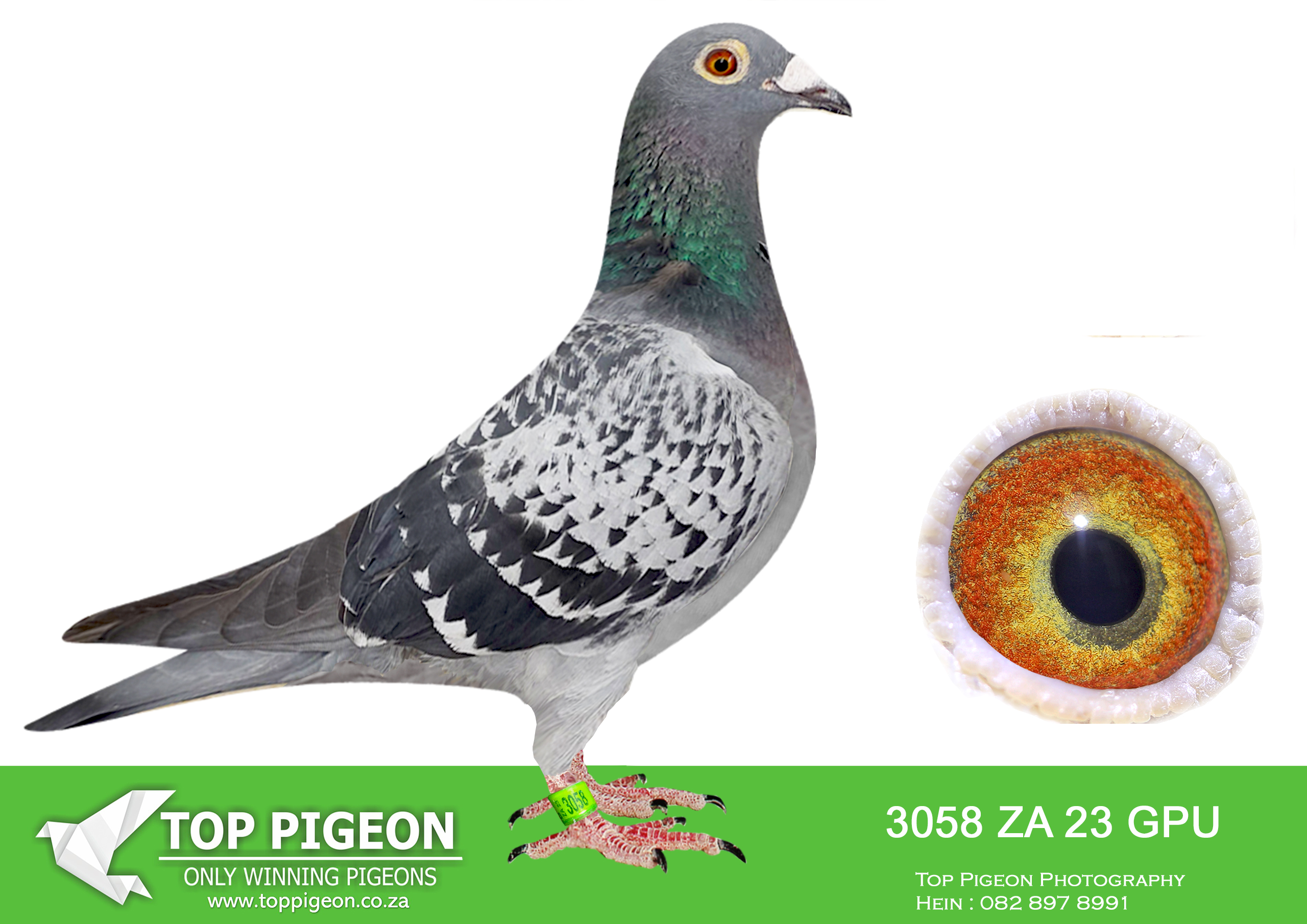 .LOT 3 DANIE SCHOLTZ / JACO FAUL -ZA 23 GPU 3058 -Bred from our best SABLON x TOM LOCK Genetics. Sire, BROTHER MISS NAVIGATOR, full brother to MISS NAVIGATOR, Bakkie winner for JJJ vd Linde & DJ Scholtz, Dinokeng OLR 2021. Dam, BALL OF GOLD, superbreeder for J Faul & DJ Scholtz. Sister to ZA 10830 ’16 MONIQUE, SANPO GOLD LONG DISTANCE 2018. BALL OF GOLD dam to ZA GPU 11958 ’20 BEST LONG DISTANCE GPU, 2nd Best Long Distance bird GPU 2021, and Best Long Distance bird GPU 2022. SEE PEDIGREE!!!!