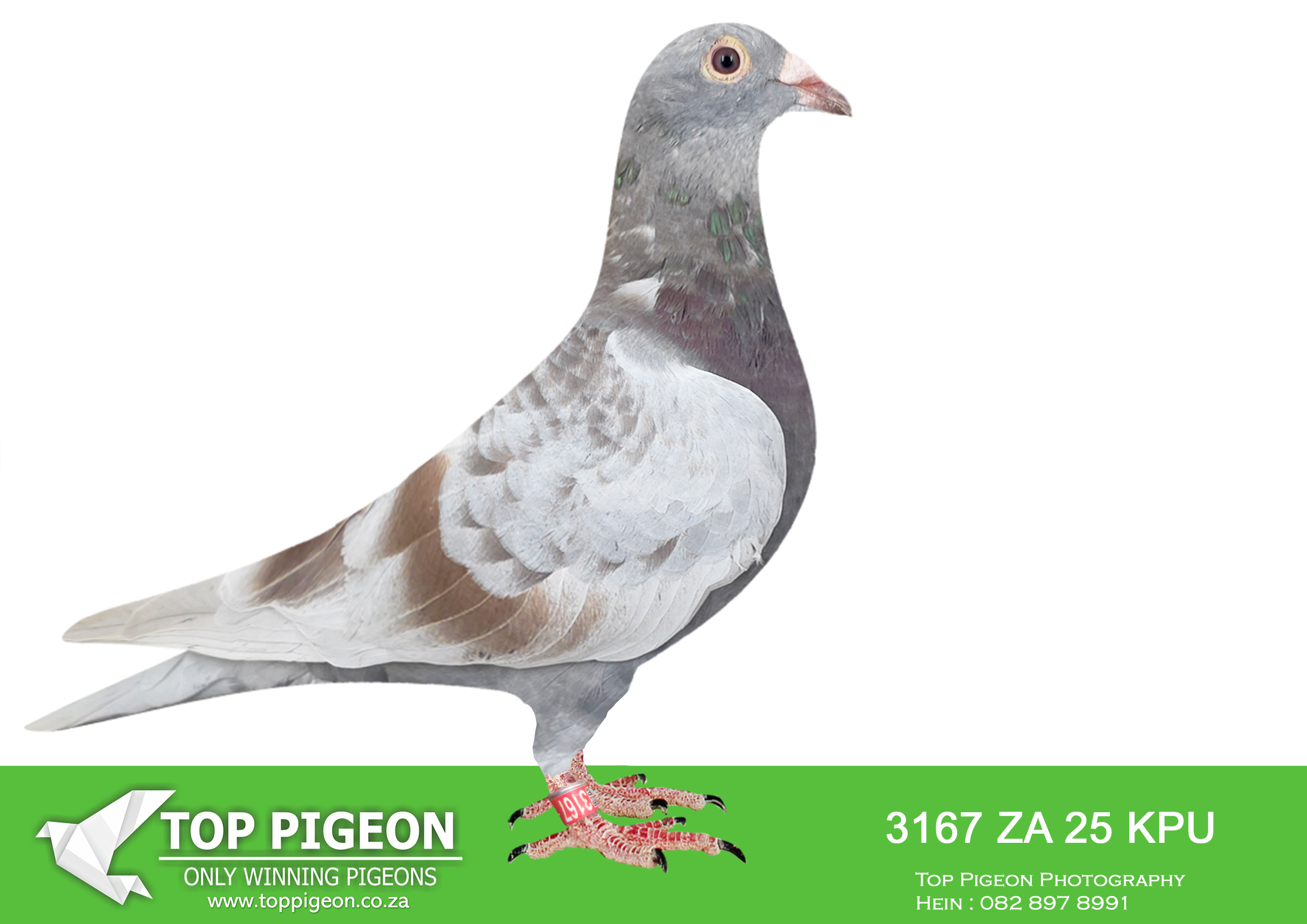 LOT 10 DIE PAINTERS – ZA 25 KPU 3167 “PARRED” – Direct son of the famous “PARMANTIG” one of our most famous cocks. He is father to “PARMEDAL” our 7th Blue Jacket Afrikapro 2023. “PARMANTIG” is part of the family that has been so successful at Afrikapro for us. His brother “SKAAM COCK” is the grandfather to our 1st Afrikapro Final Winner. His other brother “PURPLE PRINCE” is father to the “MIRARI PINK” – Blue Jacket Leader 2022 and super breeder for Bennie Smit – amongst other father to Marlbank Hotspot Winner 2025. Mother is bred by Kings & Gys Louw out of “CRACK HEN” mother to “JULIA” the 2022 Afrikapro FINAL WINNER! This hen was an immediate success in our stock loft – her babies all raced exceptionally well and scored in the Union Top 1% on multiple occasions during the 2025 season.SEE PEDIGREE!!!