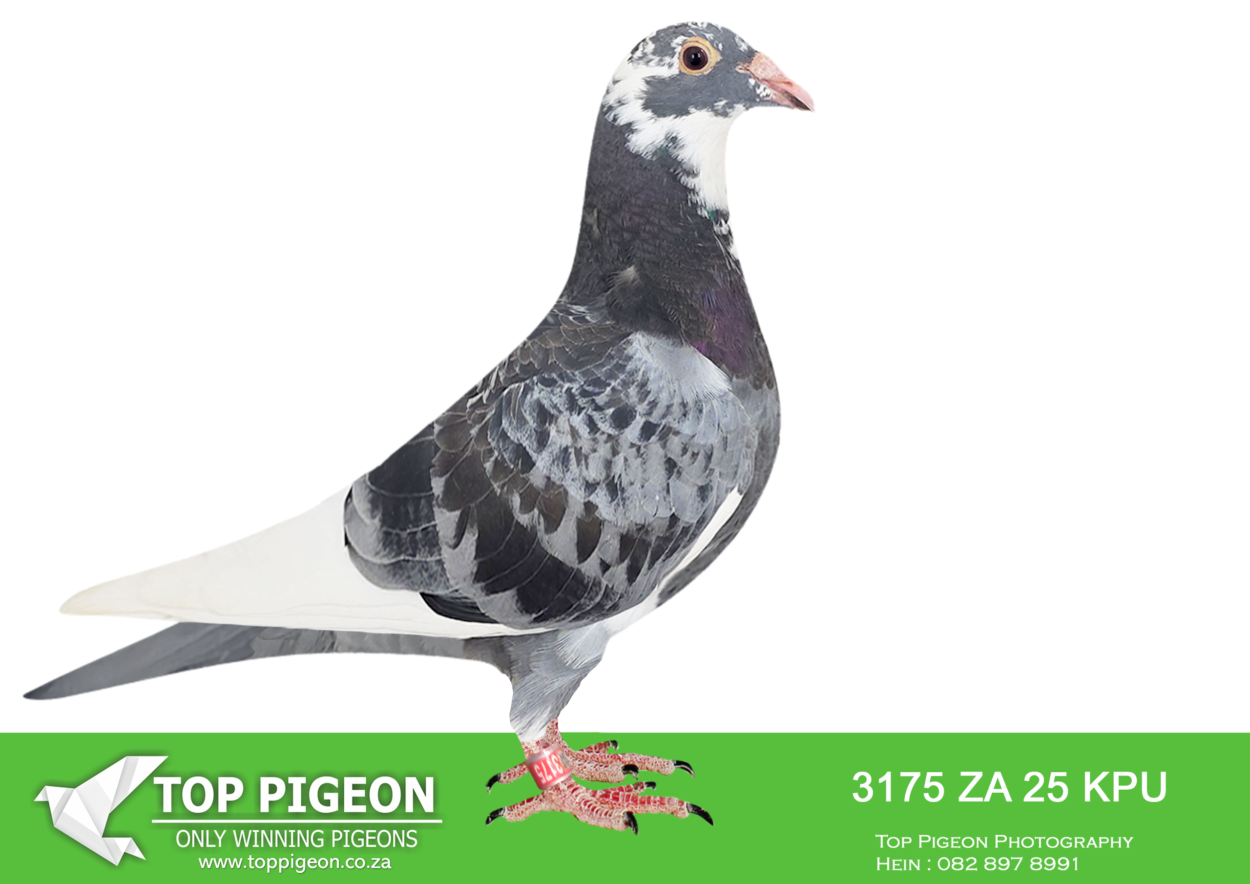 .LOT 6 DIE PAINTERS – ZA 25 KPU 3175 “PIED ROCK” – A genetic package without compare! Bred out of a fantastic new pair of young stock pigeons! This young cock is an incredible handler and has all the characteristics we look for in our champion pigeons. His mother is a daughter of “DUAL PURPOSE” when mated to his grandmother “THE FAMOUS SK HEN” She is therefore a halfsister of “MICHELANGELO’S PURPOSE” the Afrikapro Final Race Winner 2025. We expect her to take the place of her legendary grandmother in the stock loft. His father is a direct son of “KONING KAAS” when he was mated to a hen bred by Pipa in a co-breeding with worldfamous Joel Verschoot of “ARMANDO” fame. This young cock has all the great attributes of his father and we expect him to play a major role in our future success.SEE PEDIGREE!!!!