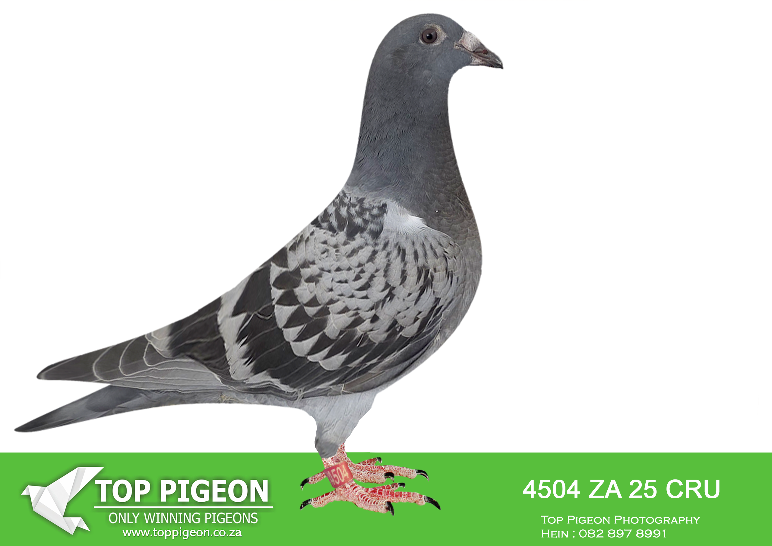 .LOT 9 BANIE DEETLEFS -4504 ZA 25 CRU -SIRE:709 J&B 24.Du Preez&Deetlefs SAME BLOODLINE – UNTOUCHABLE & BULLIT. SIRE IS 2331 WHICH IS SIRE TO “UNTOUCHABLE” SUPER RACER AFRIKAPRO 2025. DAM IS 518 – SOLD FOR R279,000.00 BRED 2 SANPO MEDAL WINNERS 2023 BRED WINNERS SISTER BRED 8 X SANPO MEDAL WINNER.————DAM:401 J&B 23 Colour: MEAL Du Preez&Deetlefs SCORED 7 TIMES CLUB 2024. SIRE IS TURBO KITTEL Colour: MEAL Du Preez&Deetlefs 5XWINNER IN FIRST YEAR BEST PIGEON IN SOUTH AFRICA 8 X SANPO MEDAL WINNER 6 X GOLD 1SILVER AND 1 BRONZE BEST YEARLING BIRD UNION BEST MIDDEL DISTANCE BIRD UNION BEST BIRD UNION BRED 7 WINNERS ALREADY.SEE PEDIGREE!!!!