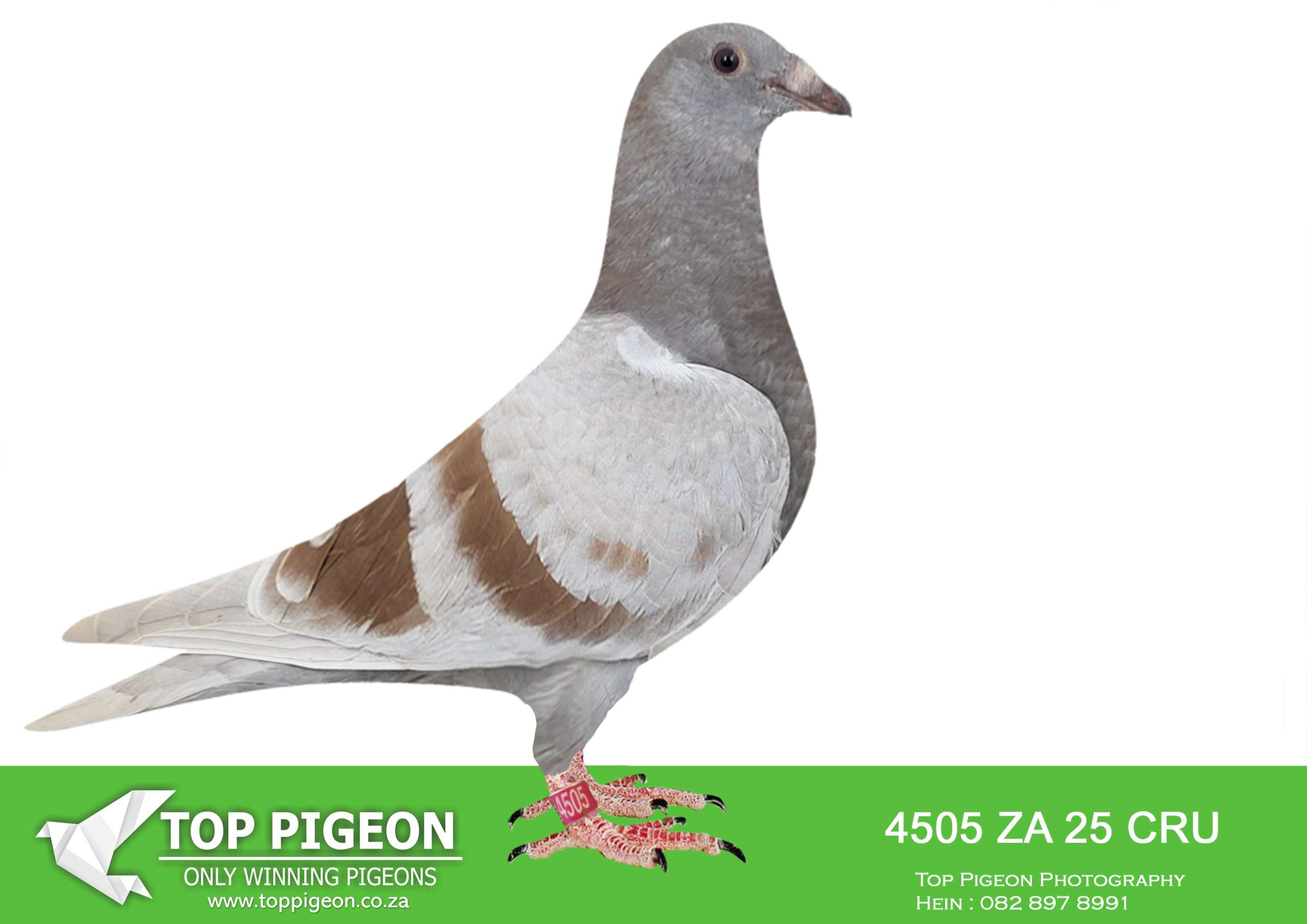 LOT 30 BANIE DEETLEFS – 4505 ZA 25 CRU -SIRE:704 J&B 24.Du Preez&Deetlefs FULL BROTHER – TRACER – WINNER AFRIKA PRO 2023 1ST CLUB – 2ND UNION 3RD CLUB – 3RD UNION 3RD CLUB – 14TH UNION. SIRE IS 90692 – SOLD FOR R242,000.00 BRED 13 X WINNERS. FATHER TURBO KITTEL 5 X WINNER. TURBO KITTEL WON 8 SANPO MEDALS – SON 20-9059 – 5 X WINNER. SISTER 22-11072 – 4 X WINNER SON 21-1687 – 3 X WINNER. DAUGHTER. DAM IS 68 – SOLD FOR R242,000.00 SUPER BREEDER BRED 7 X WINNERS – 2678 4 X WINNER. BRED 22- 401 – MOTHER 4TH BLUE JACKET A/PRO -23 (499). BRED TRACER – WINNER 3RD RACE A/ PRO -23. BRED 23- 430 WINNER GAUTENG COMB. – 430 2 X WINNER.————DAM: 3108128 BE 24 Colour: BB FATHER – 12828 IS FULL BROTHER OF 2331 & BULLIT 2331 IS FATHER OF UNTOUCHABLE. DAM IS 2678 – SOLD FOR R182,000.00 4X WINNER SCORED 4X TIMES FIRST 10 CLUB. SCORED 10X TIMES CLUB 2022. SCORED 10 CLUB 2023 (1/1/1/2/2/7/13/20/25/37/) – FULL SISTER TO ARROW WHO BRED BLUE MOON DINOKENG MAIN RACE WINNER AND ACE BIRD.SEE PEDIGREE!!!