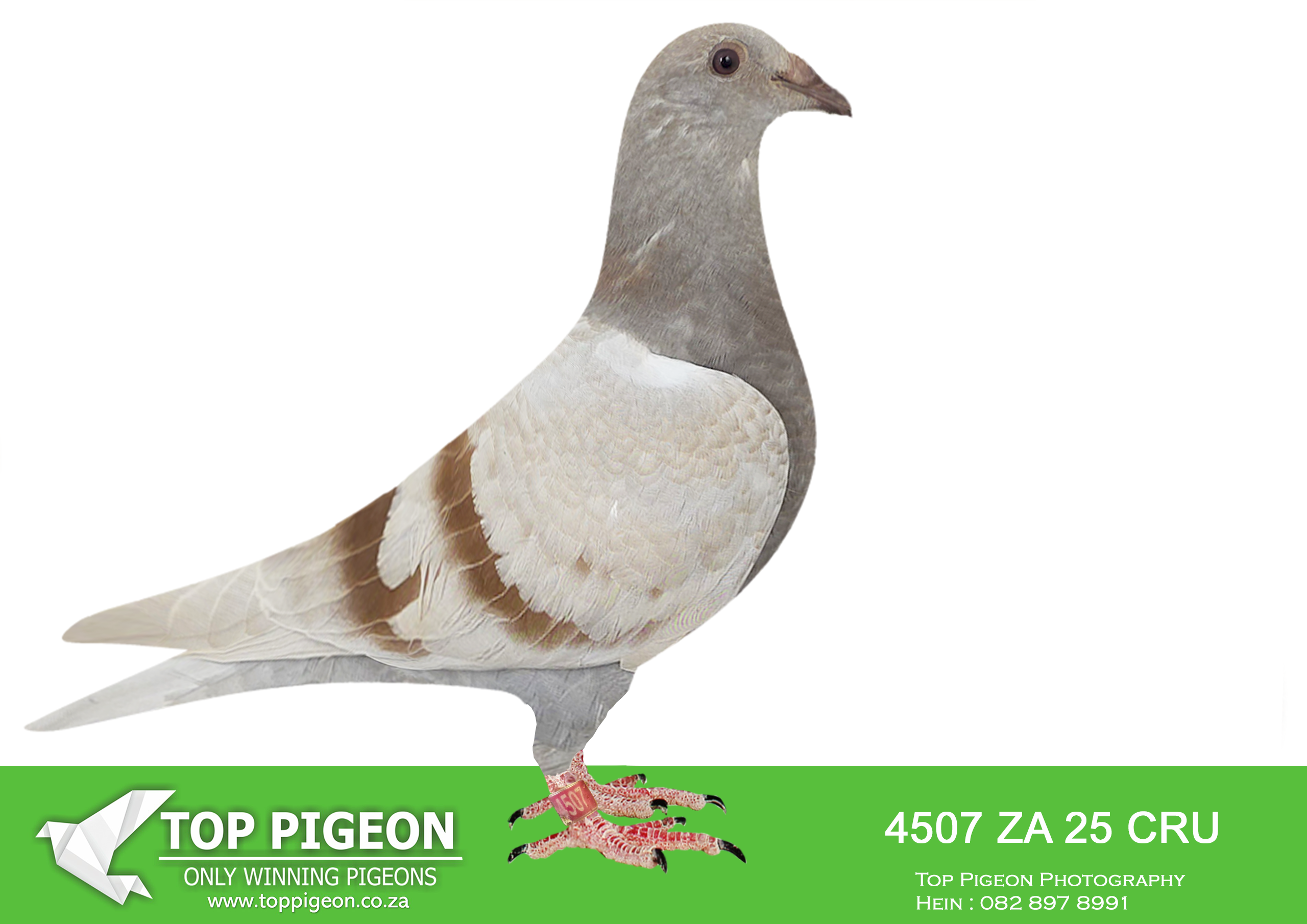 LOT 12 BANIE DEETLEFS -4507 ZA 25 CRU -SIRE:734 J&B 24.Du Preez&Deetlefs 1ST CLUB – 1ST UNION 2ND CLUB – 2ND UNION (DUAL WINNER) 2ND CLUB – 2ND UNION 3RD CLUB – 3RD UNION (DUAL WINNER). SIRE WERE SOLD FOR R36 000.00. DAM IS DAUGHTER TO 8 X SANPO MEDAL WINNER “TURBO KITTEL AND WERE SOLD FOR R132,000.00 ON TOPPIGEON.———–DAM: 3108104 BE 24. DU PREEZ & DEETLEFS. HER GRANDSIRE IS FULL BROTHER TO 8 X SANPO MEDAL WINNER “TURBO KITTEL”.SEE PEDIGREE!!!