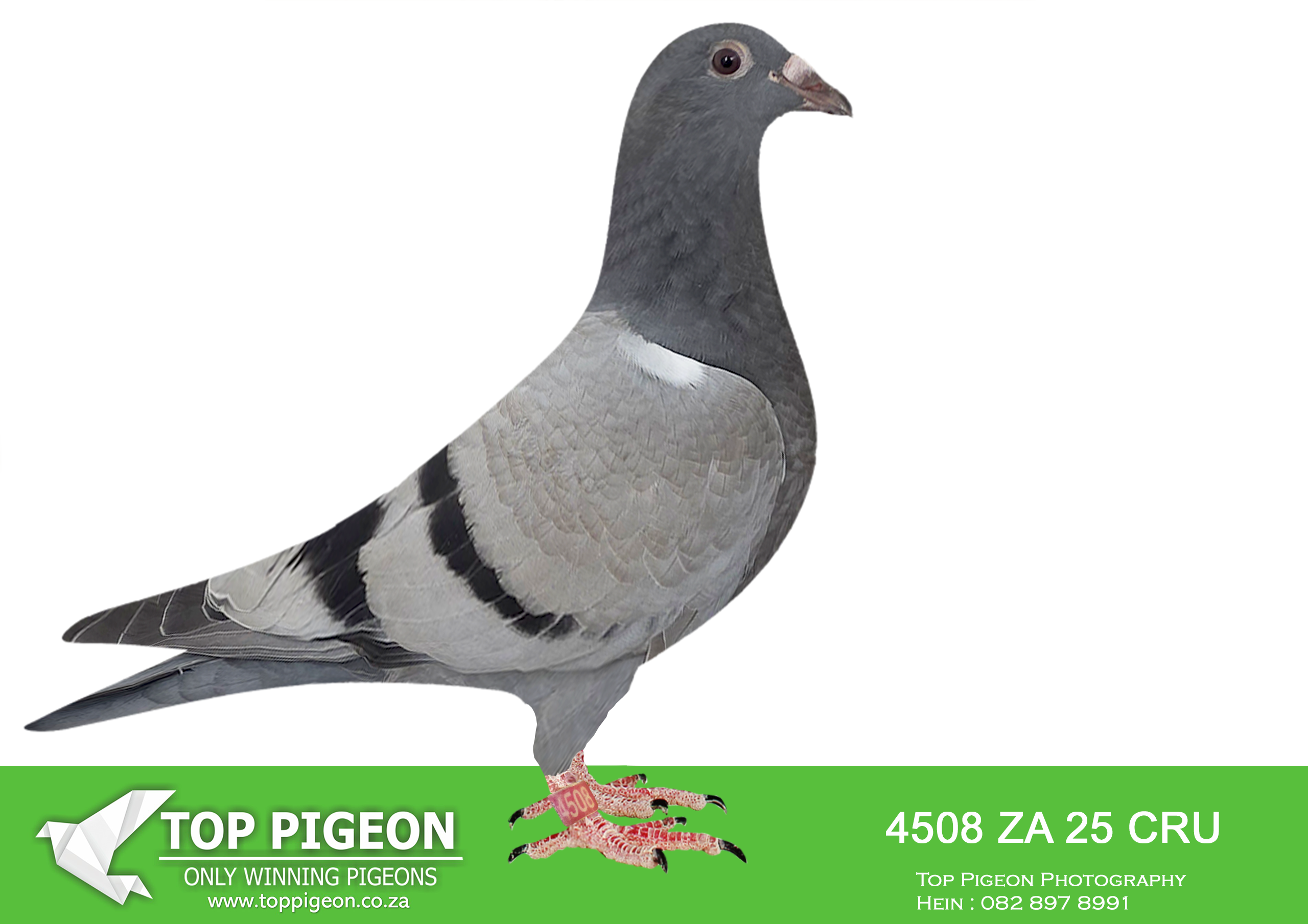 .LOT 3 BANIE DEETLEFS -4508 ZA 25 CRU -SIRE:734 J&B 24.Du Preez&Deetlefs 1ST CLUB – 1ST UNION 2ND CLUB – 2ND UNION (DUAL WINNER) 2ND CLUB – 2ND UNION 3RD CLUB – 3RD UNION (DUAL WINNER). SIRE WERE SOLD FOR R36 000.00. DAM IS DAUGHTER TO 8 X SANPO MEDAL WINNER “TURBO KITTEL AND WERE SOLD FOR R132,000.00 ON TOPPIGEON.———–DAM: 3108104 BE 24. DU PREEZ & DEETLEFS. HER GRANDSIRE IS FULL BROTHER TO 8 X SANPO MEDAL WINNER “TURBO KITTEL”.SEE PEDIGREE!!!