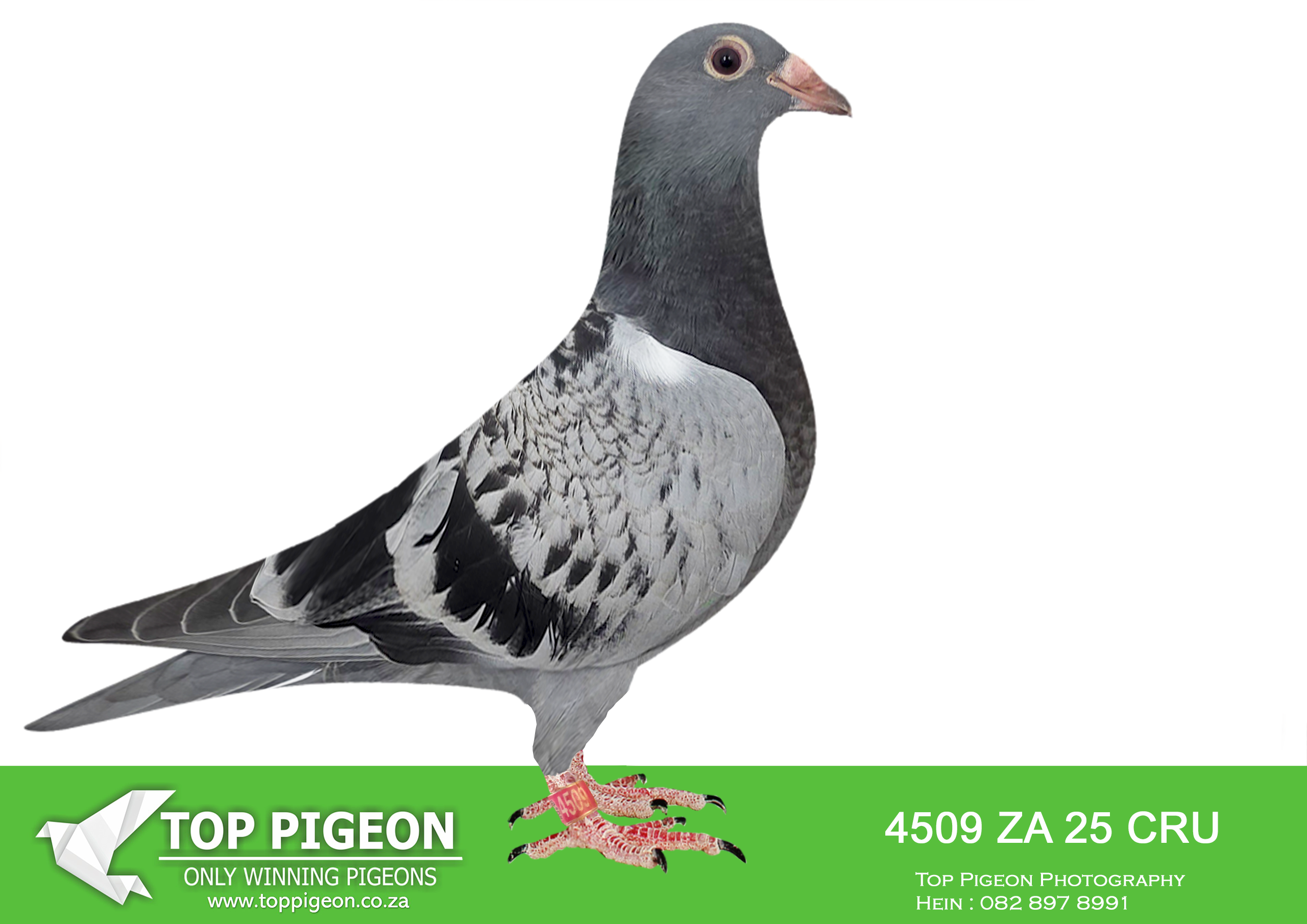 .LOT 8 BANIE DEETLEFS -4509 ZA 25 CRU -SIRE:1370 CRU 22.Du Preez&Deetlefs FULL BROTHER TO “BULLIT”. “BULLIT” BLUE JACKET LEADER AFRIKA PRO 2023 FULL BROTHER 2331 & FULL BROTHER 12828.————DAM:2491 VIL 24 Colour: BB Du Preez&Deetlefs 1ST CLUB – 3RD UNION 2ND CLUB – 2ND UNION SAME BLOODLINE ARROW – FATHER OF BLUE MOON (LEX WEBSTER). DAM IS 401 – SOLD FOR R178,000.00 BRED FOR STOCK FULL SISTER TO ARROW WHO BRED DINOKENG MAIN RACE WINNER AND ACE BIRD (BLUE MOON – WEBSTER LOFTS) DAUGHTER -23 499 – 4TH BLUE JACKET AFRIKA PRO 2024.SEE PEDIGREE!!!!