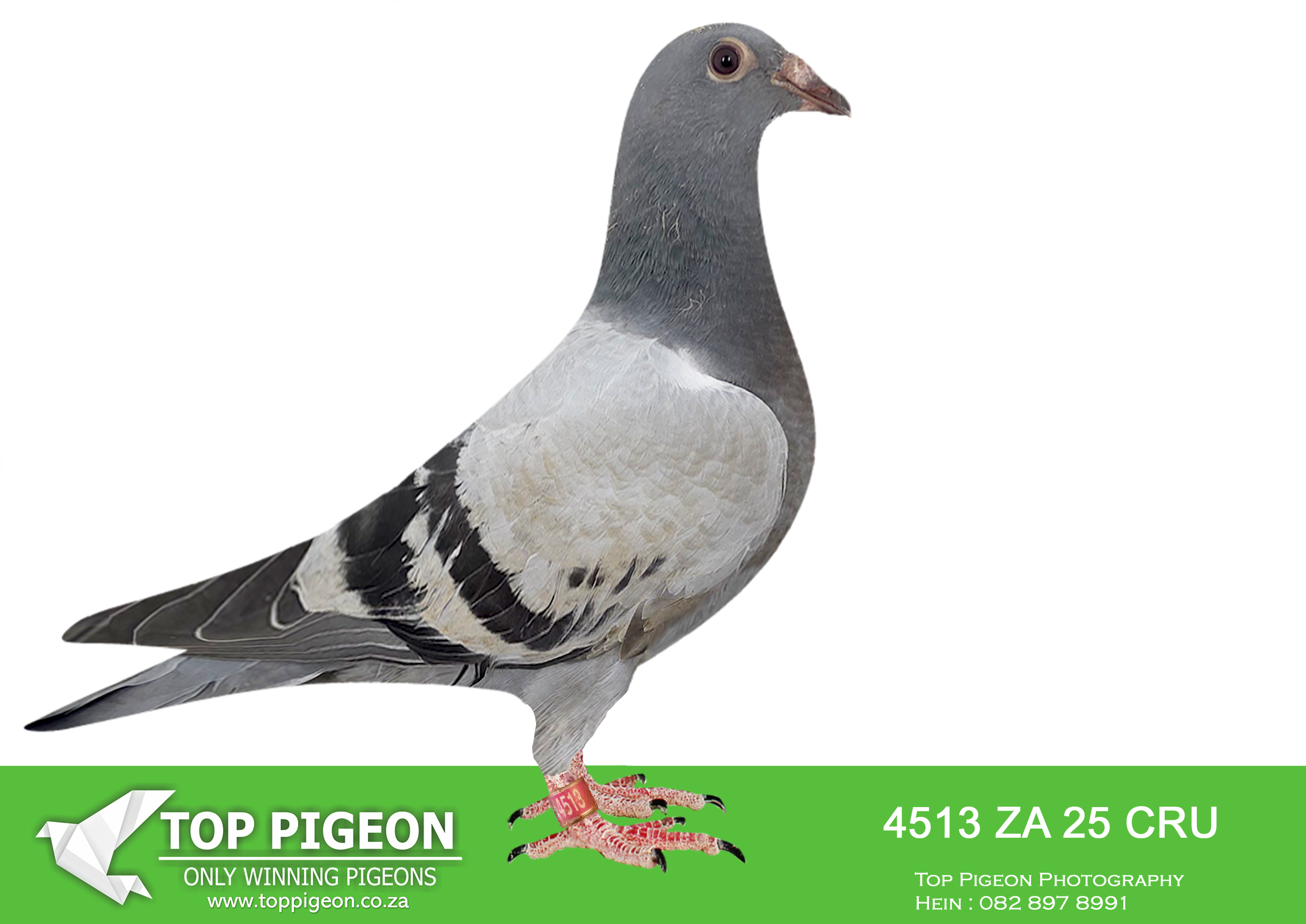 LOT 15 BANIE DEETLEFS -4513 ZA 25 CRU -SIRE:2459 VIL 24.Du Preez&Deetlefs FULL BROTHER – UNTOUCHABLE HALF BOTHER – BULLIT. DAM IS 168 – SOLD FOR R242,000.00 SUPER BREEDER BRED 7 X WINNERS – 2678 4 X WINNER. BRED 22- 401 – MOTHER 4TH BLUE JACKET A/PRO -23 (499). BRED TRACER – WINNER 3RD RACE A/ PRO -23. BRED 23- 430 WINNER GAUTENG COMB. – 430 2 X WINNER.———DAM:3108126 BE 24 Colour: BB 1ST CLUB – 1ST UNION HALF SISTER – BULLIT HALF SISTER – 2331. 2331 IS SIRE TO “UNTOUCHABLE” SUPER RACER AFRIKAPRO 2025.SEE PEDIGREE!!!