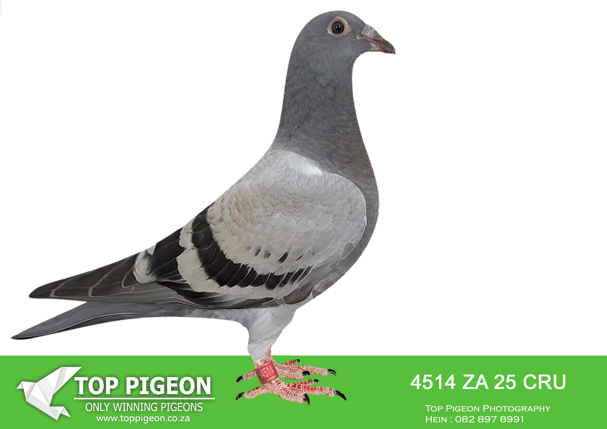 LOT 11 BANIE DEETLEFS -4514 ZA 25 CRU -SIRE:2459 VIL 24.Du Preez&Deetlefs FULL BROTHER – UNTOUCHABLE HALF BOTHER – BULLIT. DAM IS 168 – SOLD FOR R242,000.00 SUPER BREEDER BRED 7 X WINNERS – 2678 4 X WINNER. BRED 22- 401 – MOTHER 4TH BLUE JACKET A/PRO -23 (499). BRED TRACER – WINNER 3RD RACE A/ PRO -23. BRED 23- 430 WINNER GAUTENG COMB. – 430 2 X WINNER.———DAM:3108126 BE 24 Colour: BB 1ST CLUB – 1ST UNION HALF SISTER – BULLIT HALF SISTER – 2331. 2331 IS SIRE TO “UNTOUCHABLE” SUPER RACER AFRIKAPRO 2025.SEE PEDIGREE!!!