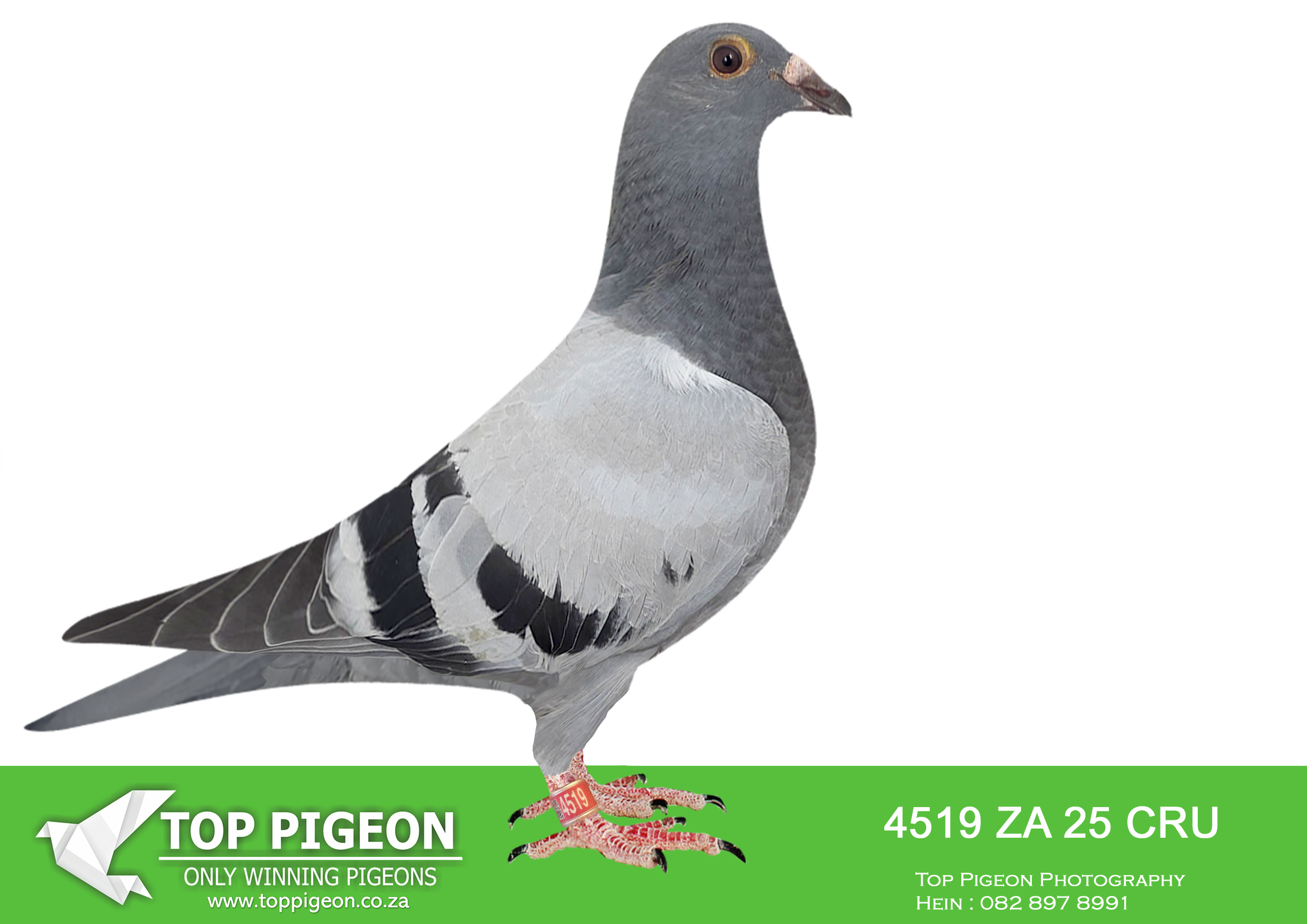 LOT 13 BANIE DEETLEFS -4519 ZA 25 CRU -SIRE:3108121 BE 24.MOTHER – 1116 IS HALF SISTER BULLIT & UNTOUCHABLE. DAM IS WINNER SCORED 4 X TIMES FIRS 12 CLUB 2022 SCORED 11X CLUB 2023 (9/9/9/9/10/10/12/28/42/43) BRED WINNERS – SAME BLOODDLINE AS UNTOUCHABLE & BULLIT.———-DAM: 733 J&B 24 Colour: BCP Du Preez&Deetlefs HALF SISTER BULLIT HALF SISTER UNTOUCHABLE. DAM IS 518 – SOLD FOR R279,000.00 BRED 2 SANPO MEDAL WINNERS 2023 BRED WINNERS SISTER BRED 8 X SANPO MEDAL WINNER 518 FULL SISTER TO 167 & 168.SEE PEDIGREE!!!