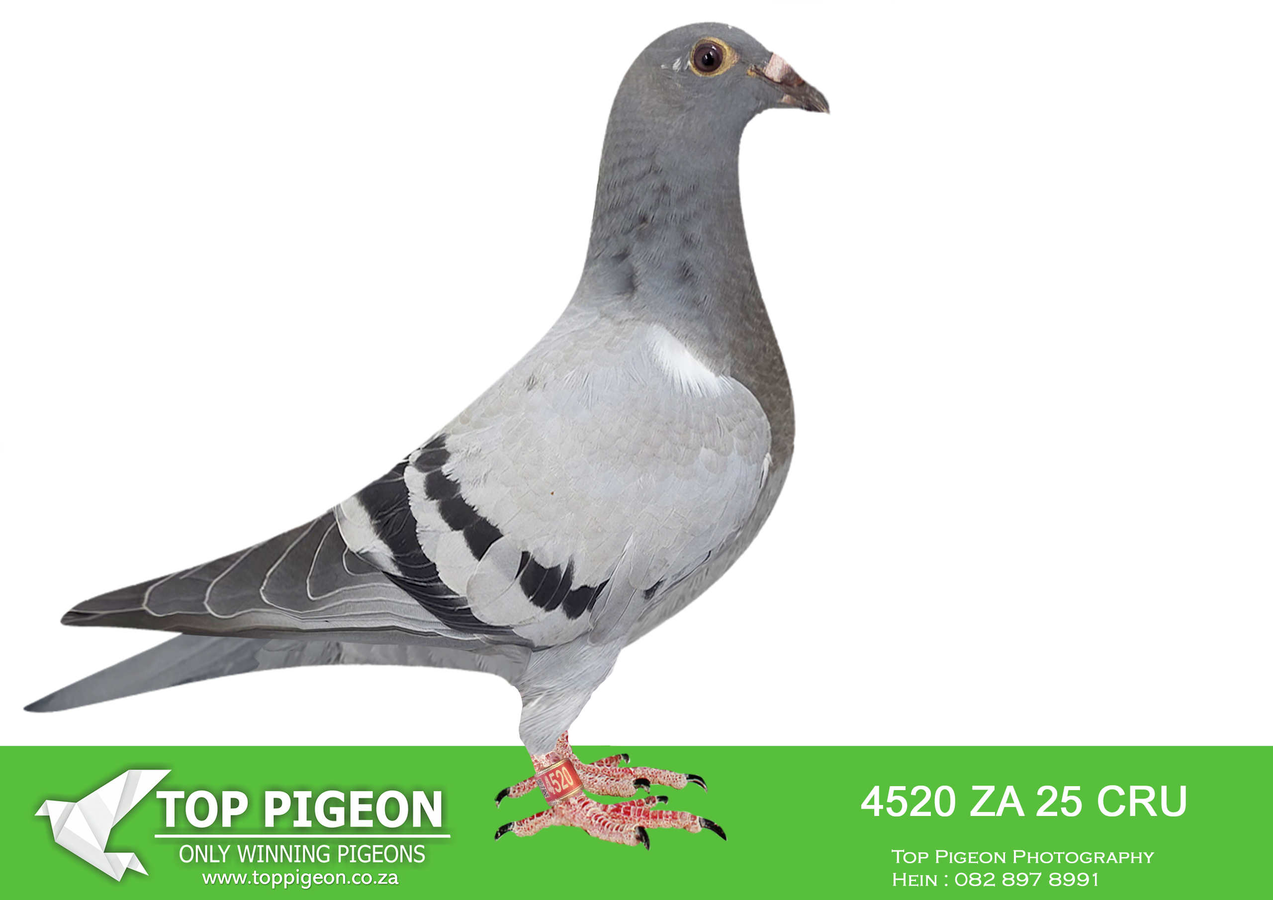 LOT 34 BANIE DEETLEFS -4520 ZA 25 CRU -SIRE:3108121 BE 24.MOTHER – 1116 IS HALF SISTER BULLIT & UNTOUCHABLE. DAM IS WINNER SCORED 4 X TIMES FIRS 12 CLUB 2022 SCORED 11X CLUB 2023 (9/9/9/9/10/10/12/28/42/43) BRED WINNERS – SAME BLOODDLINE AS UNTOUCHABLE & BULLIT.———-DAM: 733 J&B 24 Colour: BCP Du Preez&Deetlefs HALF SISTER BULLIT HALF SISTER UNTOUCHABLE. DAM IS 518 – SOLD FOR R279,000.00 BRED 2 SANPO MEDAL WINNERS 2023 BRED WINNERS SISTER BRED 8 X SANPO MEDAL WINNER 518 FULL SISTER TO 167 & 168.SEE PEDIGREE!!!