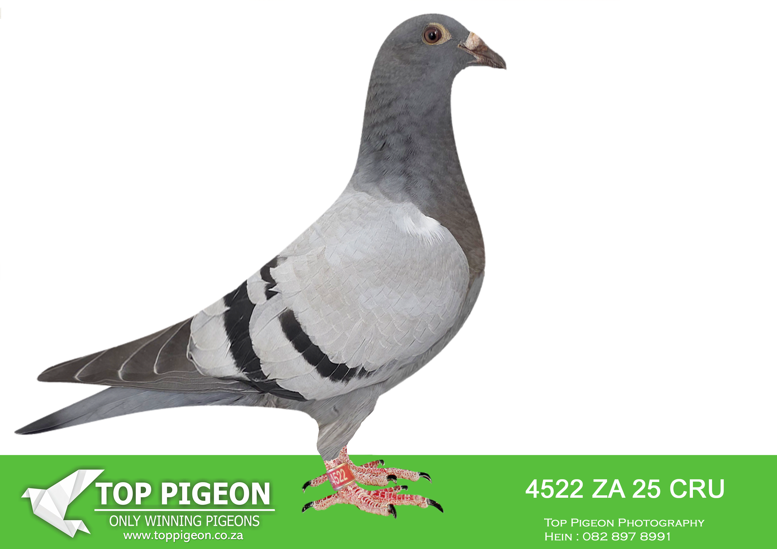 LOT 17 BANIE DEETLEFS -4522 ZA 25 CRU -SIRE:3108117 BE 24. SIRE IS 519 – S0LD FOR R101,500.00 SISTER BRED 8X SANPO MEDAL WINNER SISTER ABL -20 167 (SOLD FOR R338 000.00 ON TOPPIGEON)- BRED 14 WINNERS SISTER ABL -20 168 (SOLD FOR R242 000.00 ON TOPPIGEON) – BRED 7 WINNERS SISTER ABL -21 520 (SOLD FOR R75 000.00 ON TOPPIGEON)- BRED WINNERS.———-DAM:906 J&B 24 Colour: RC. SIRE IS 574 – SOLD FOR R36,500.00 FATHER 21-1685 – FULL BROTHER OF “TURBO KITTEL” 1685 – 5 BROTHERS & 1 SISTER – WINNERS.SEE PEDIGREE!!!