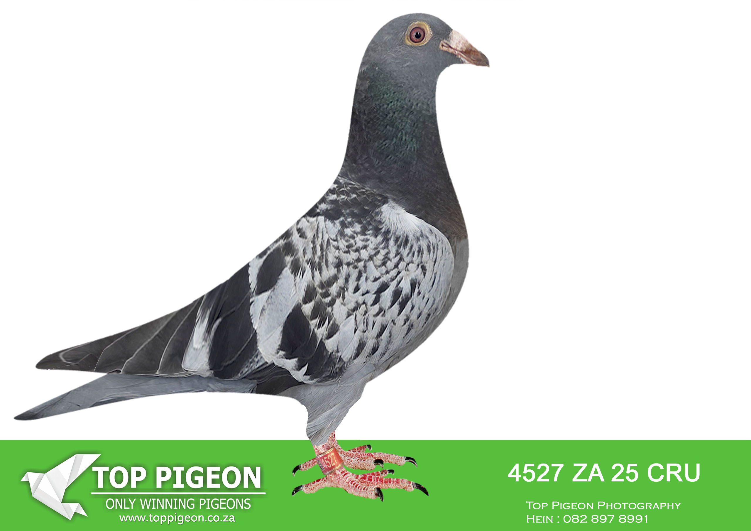 LOT 16 BANIE DEETLEFS -4527 ZA 25 CRU -SIRE:753 J&B 24. DU PREEZ & DEETLEFS. SIRE WERE SOLD FOR R45 000.00 ON TOPPIGEON.———DAM:742 J&B 24 Colour: BB Du Preez&Deetlefs MOTHER 1116 IS HALF SISTER BULLIT & 2331. 2331 IS SIRE TO “UNTOUCHABLE ” WHICH WERE SUPER RACER AFRIKAPRO 2025.SEE PEDIGREE!!!