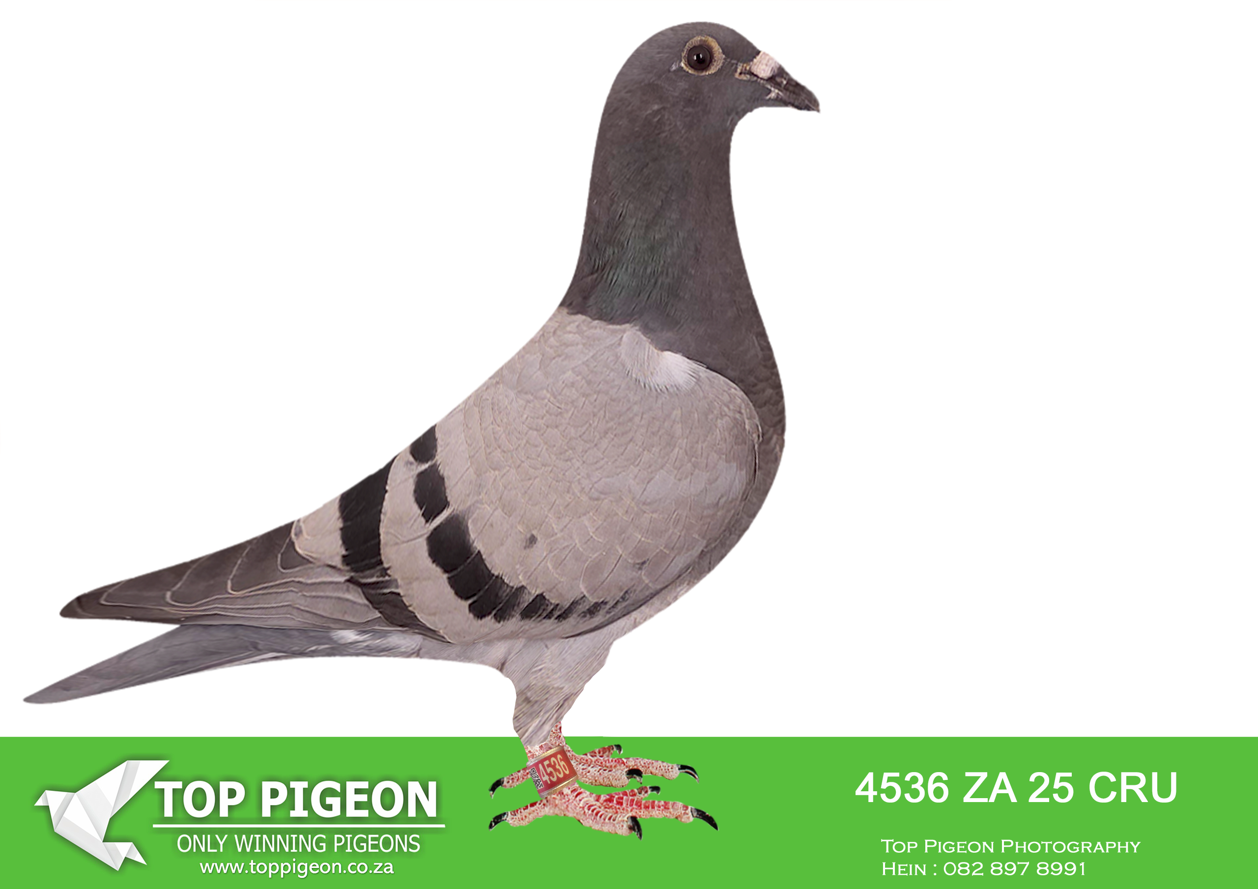 LOT 24 BANIE DEETLEFS -4536 ZA 25 CRU -SIRE:762 J&B 24.DAM IS 518 – SOLD FOR R279,000.00 BRED 2 SANPO MEDAL WINNERS 2023 BRED WINNERS SISTER BRED 8 X SANPO MEDAL WINNER 518 FULL SISTER TO 167 & 168.————-DAM:933 J&B 24 Colour: BC. GRANDSIRE IS 813 – SOLD FOR R92,000.00 22-813 IS FULL BROTHER TO 22-862. THE FATHER OF 813 & THE FATHER OF 18-90692 IS BROTHERS – 4790 IS THE MOTHER OF 813, 862 & 90692 – 90692 IS FATHER OF TURBO KITTEL.SEE PEDIGREE!!!!