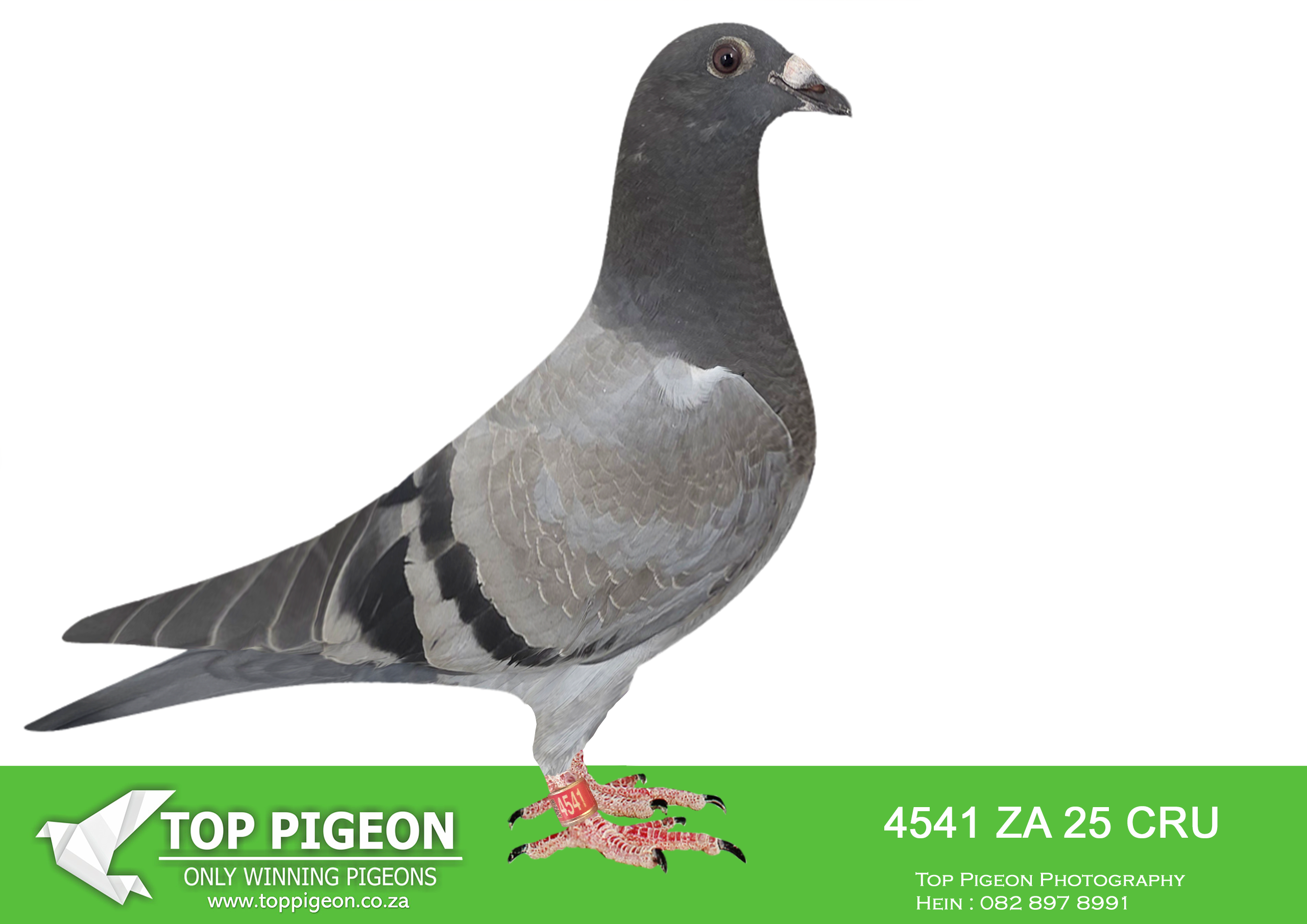 LOT 35 BANIE DEETLEFS -4541 ZA 25 CRU -SIRE:764 J&B 24. SIRE IS 9060 – SOLD FOR R173,000.00 BRED WINNERS 2 X WINNER SUPER RACER BROTHER 8 X SANPO MEDAL WINNER 2ND BESTMIDDEL DISTANCE BIRD UNION 2ND BEST MIDDELDISTANCE BIRD CLUB BROTHER 9059 5 X WINNER.————–DAM:701 J&B 24 Colour: BB Du Preez&Deetlefs. DAM IS 167 – SOLD FOR R338,000.00 BRED 8 X SANPO MEDAL WINNERS, 6 GOLD 1 SILVER (BRED WINNERS-SUPER BREEDER BRED 13 X WINNERS – BRED 2 X BEST BIRD – TURBO KITTEL – BRED 21-11072 – 4 X WIN- NER – BRED 20- 9059 – 5 X WINNER – BRED CYCLONE – RACE AFRIKA PRO -23. BRED 21-1687 – 3 X WINNER.SEE PEDIGREE!!!