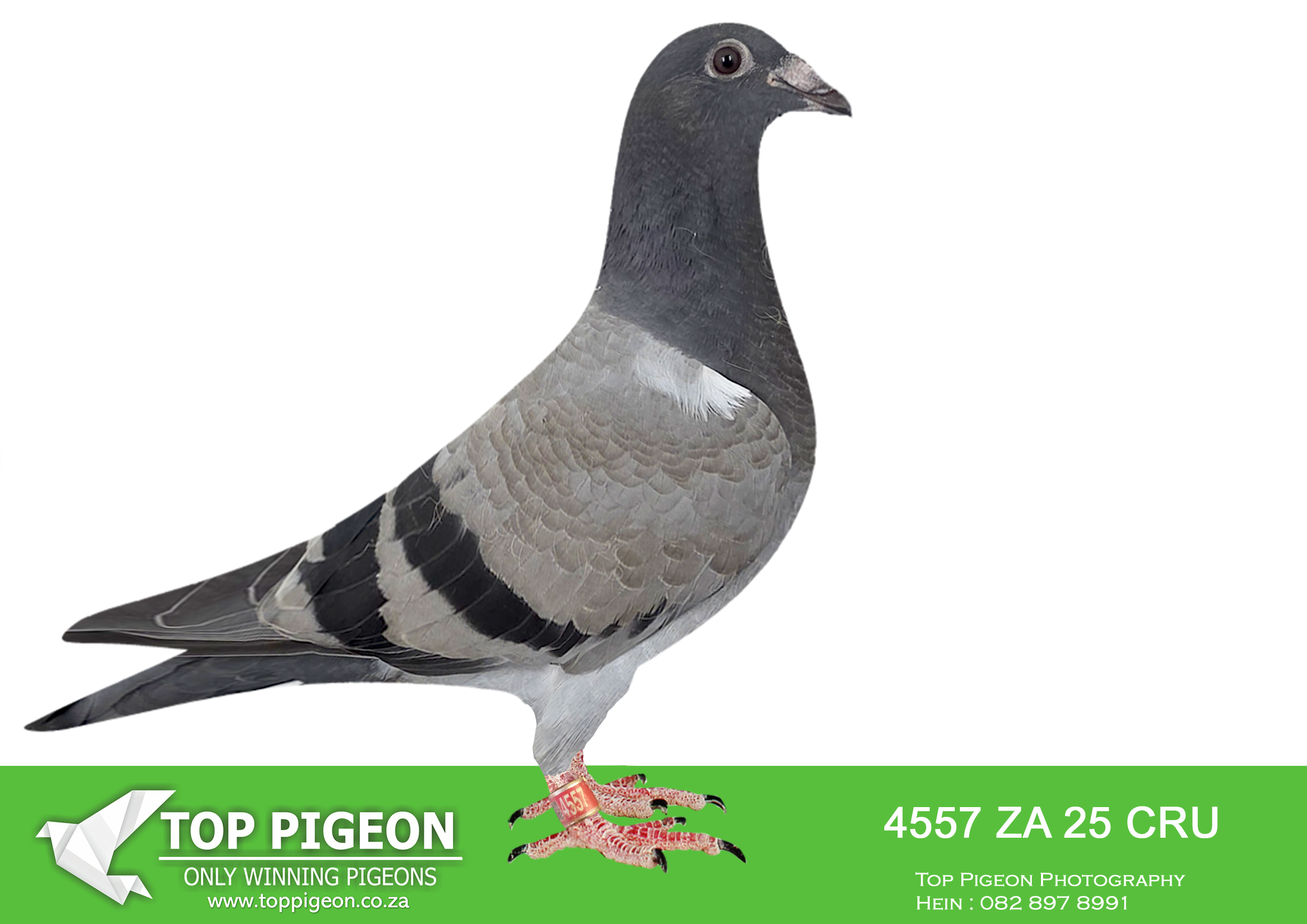 .LOT 2 BANIE DEETLEFS -4557 ZA 25 CRU -SIRE:706 J&B 24. DU PREEZ & DEETLEFS. SIRE IS 519 – S0LD FOR R101,500.00 .SISTER BRED 8X SANPO MEDAL WINNER. SISTER ABL -20 167 – BRED 14 WINNERS (SOLD FOR R338 000.00) . SISTER ABL -20 168 – BRED 7 WINNERS (SOLD FOR R242 000.00 ON TOPPIGEON). SISTER ABL -21 520 – BRED WINNERS (SOLD FOR R75 000.00 ON TOPPIGEON) ————DAM:722 J&B 24 Colour: BB Du Preez&Deetlefs .1ST CLUB – 1ST UNION, 1ST CLUB – 1ST UNION , 1ST CLUB – 8TH UNION , 2ND CLUB – 7TH UNION. BRED FROM 82478 – SOLD FOR R48,000.00 3 X WINNER BRED 14 WINNERS – BEST OVERALL BIRD – BEST SHORT DISTANCE BIRD – BEST OPEN BIRD – BRED 21-1150 – 3 X WINNER BRED 21-2684 – 3 X WINNER BRED 20-10077 – 3 X WINNER.SEE PEDIGREE!!!!