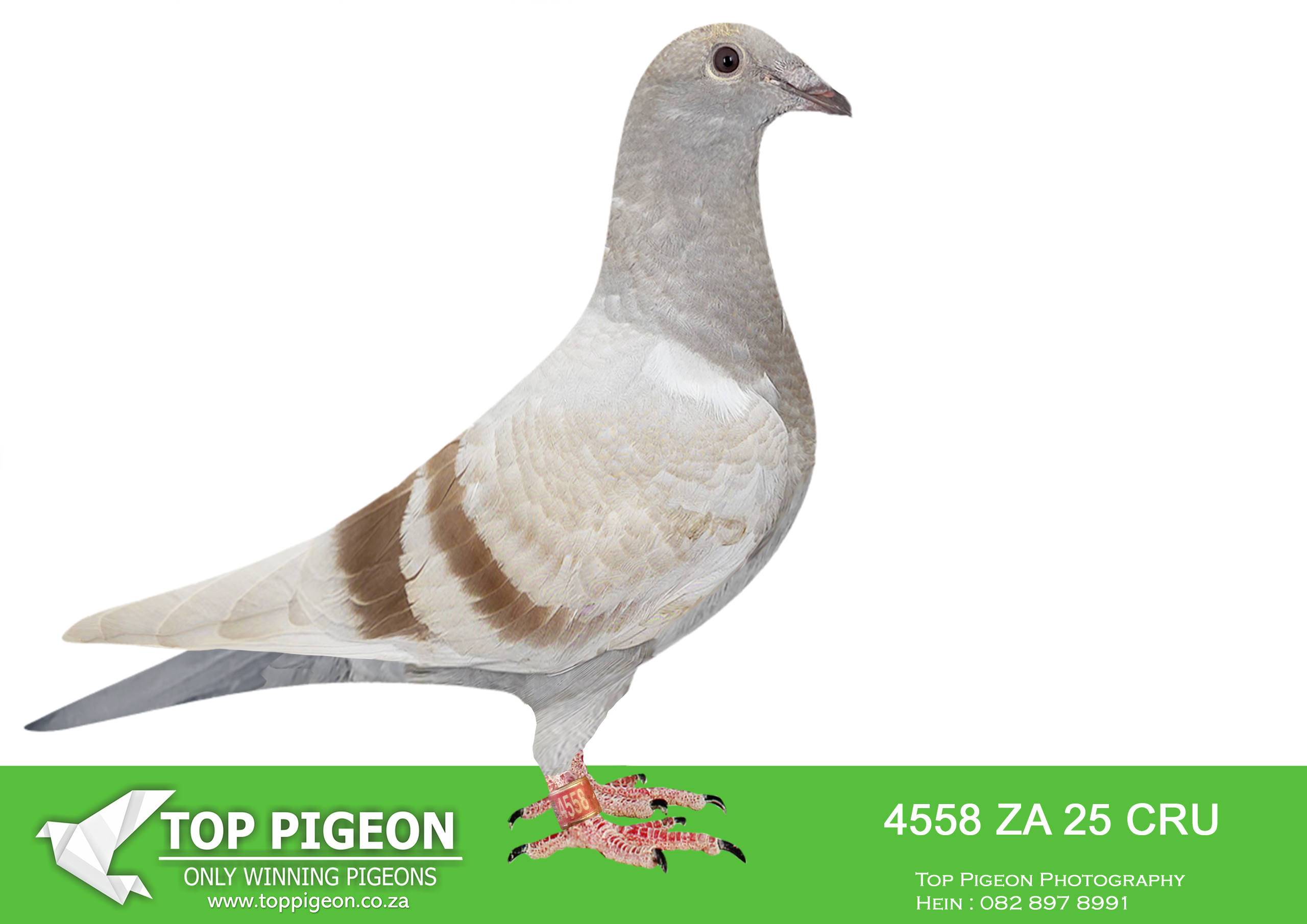 LOT 26 BANIE DEETLEFS -4558 ZA 25 CRU -SIRE:706 J&B 24. DU PREEZ & DEETLEFS. SIRE IS 519 – S0LD FOR R101,500.00 .SISTER BRED 8X SANPO MEDAL WINNER. SISTER ABL -20 167 – BRED 14 WINNERS (SOLD FOR R338 000.00) . SISTER ABL -20 168 – BRED 7 WINNERS (SOLD FOR R242 000.00 ON TOPPIGEON). SISTER ABL -21 520 – BRED WINNERS (SOLD FOR R75 000.00 ON TOPPIGEON) ————DAM:722 J&B 24 Colour: BB Du Preez&Deetlefs .1ST CLUB – 1ST UNION, 1ST CLUB – 1ST UNION , 1ST CLUB – 8TH UNION , 2ND CLUB – 7TH UNION. BRED FROM 82478 – SOLD FOR R48,000.00 3 X WINNER BRED 14 WINNERS – BEST OVERALL BIRD – BEST SHORT DISTANCE BIRD – BEST OPEN BIRD – BRED 21-1150 – 3 X WINNER BRED 21-2684 – 3 X WINNER BRED 20-10077 – 3 X WINNER.SEE PEDIGREE!!!!