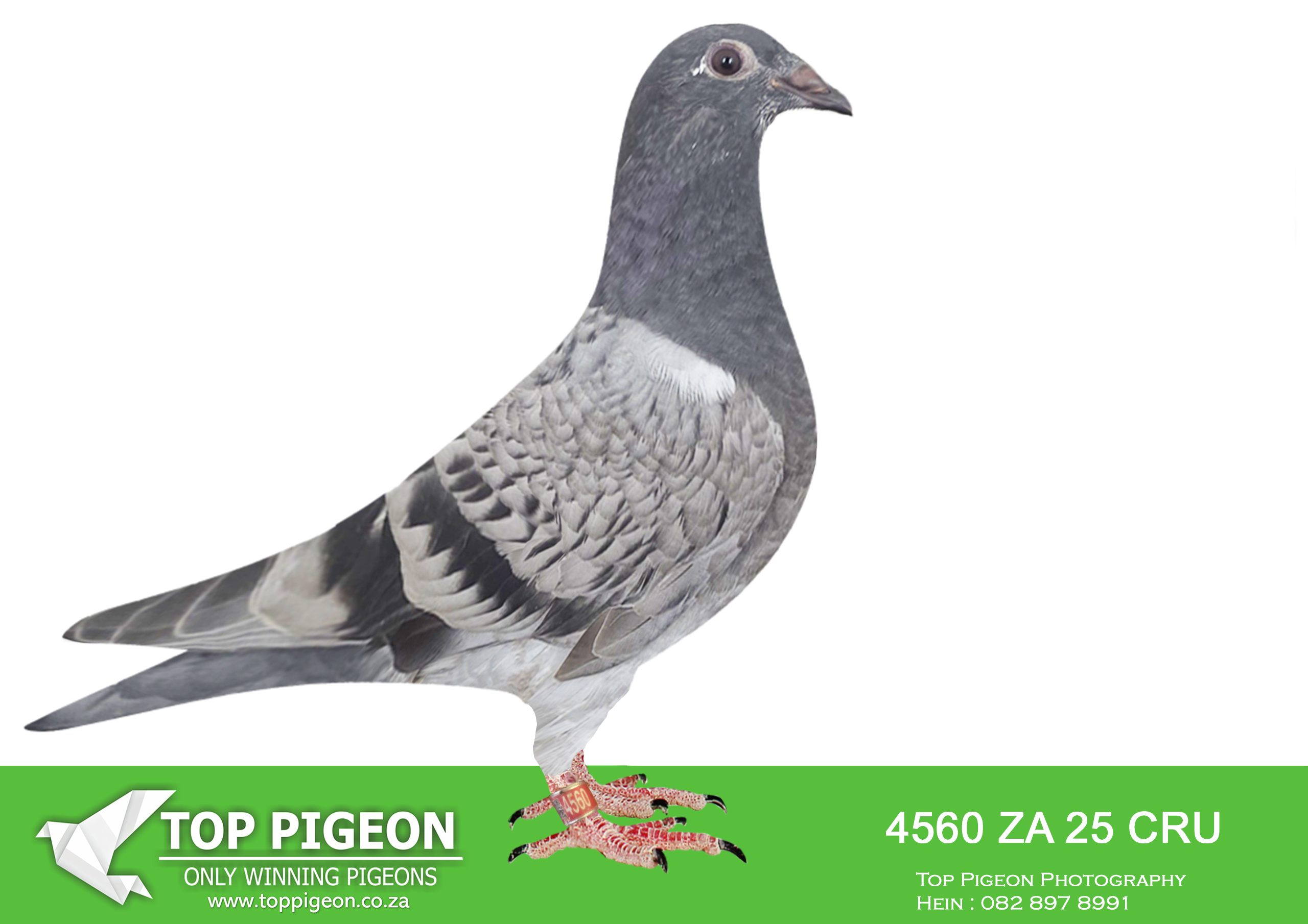 LOT 20 BANIE DEETLEFS -4560 ZA 25 CRU -SIRE:907 J&B 24.FATHER 85015 IS FULL BROTHER OF 82478 82478 IS CURRENTLY MOTHER OF 17 WINNERS. SIRE IS 85015 – SOLD FOR R102,000.00 BRED 6 WINNERS – SISTER 18 -82478 – 3 X WINNER – 82478 – BRED 14 WINNERS BROTHER 17-276717 – BRED WINNERS DAUGTHER 457 – WINNER – 457 SANPO MEDAL WINNER – DAUGTHER 3478 . DAM IS 11072 – SOLD FOR R207,000.00 4 X WINNER SCORED 3X TIMES FIRST 5 CLUB 2022 SCORED 5X TIMES CLUB 2022 SUPER RACER SCORED 12X CLUB 2023 .———–DAM:708 J&B 24 Colour: BCP Du Preez&Deetlefs 708 IS HALF SISTER TO BULLIT & UNTOUCHABLE. DAM IS 518 – SOLD FOR R279,000.00 BRED 2 SANPO MEDAL WINNERS 2023 BRED WINNERS SISTER BRED 8 X SANPO MEDAL WINNER 518 FULL SISTER TO 167 & 168. SEE PEDIGREE!!!!