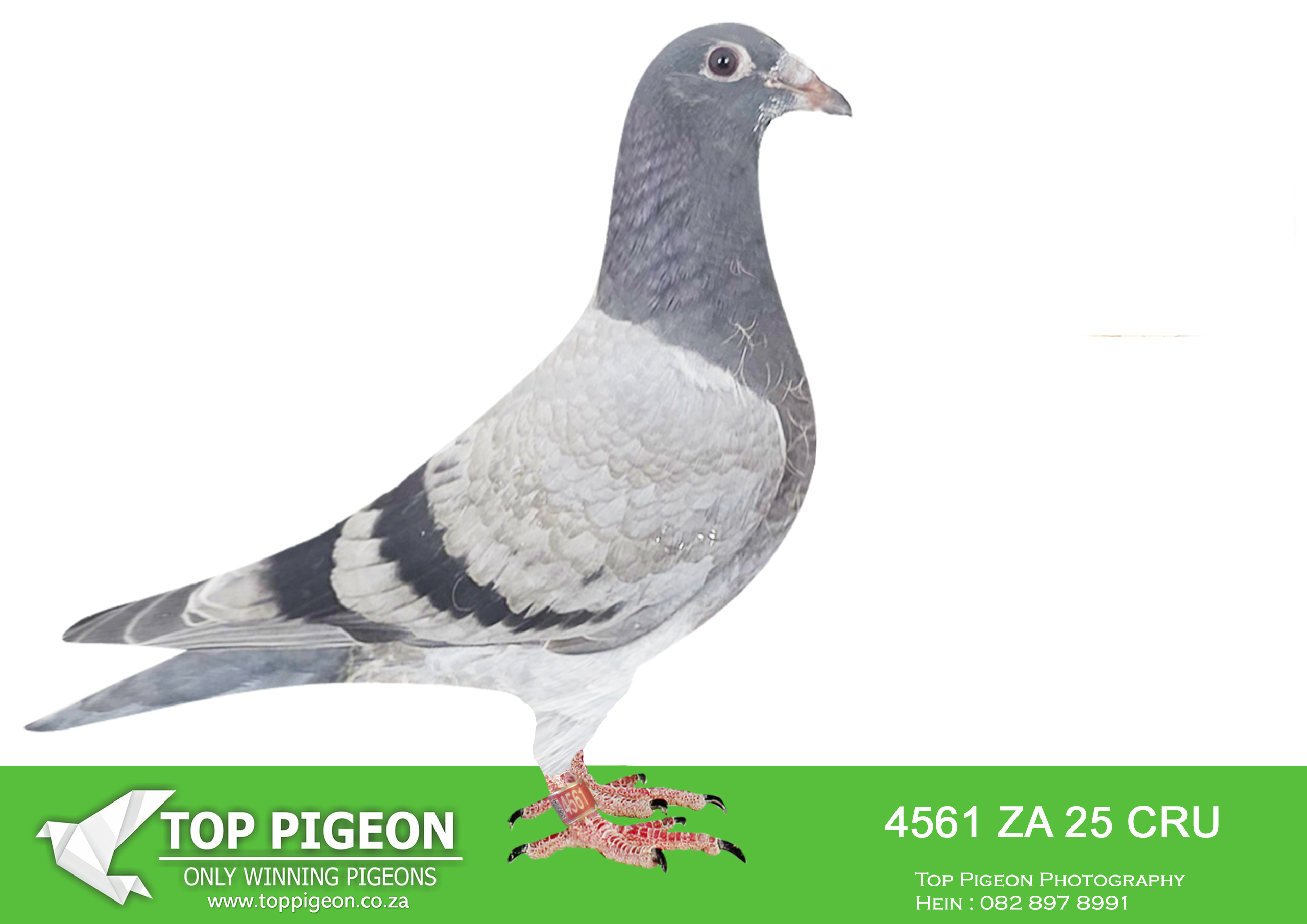 LOT 27 BANIE DEETLEFS -4561 ZA 25 CRU -SIRE:744 J&B 24.Du Preez&Deetlefs 1ST CLUB – 22ND UNION 6TH CLUB – 8TH UNION 8TH CLUB – 12TH UNION BROTHER 734 – 3 X WINNER. DAM IS 1151 DIRECT DAUGHTER TO 8 X SANPO MEDAL WINNER TURBO KITTEL.1151 – SOLD FOR R132,000.00 BRED WINNER BRED FOR STOCK SISTER TO MANY WINNERS.—————-DAM: 560 J&B 22 Colour: BB Du Preez&Deetlefs SCORED 8 X CLUB 2023 SCORED 12 TIMES CLUB 2024 1ST CLUB – 2ND UNION 3RD CLUB – 5TH UNION 4TH CLUB – 4TH UNION 5TH CLUB – 17TH UNION SAME BLOODLINE RELATED TO UNTOUCHABLE & BULLIT.SEE PEDIGREE!!!!