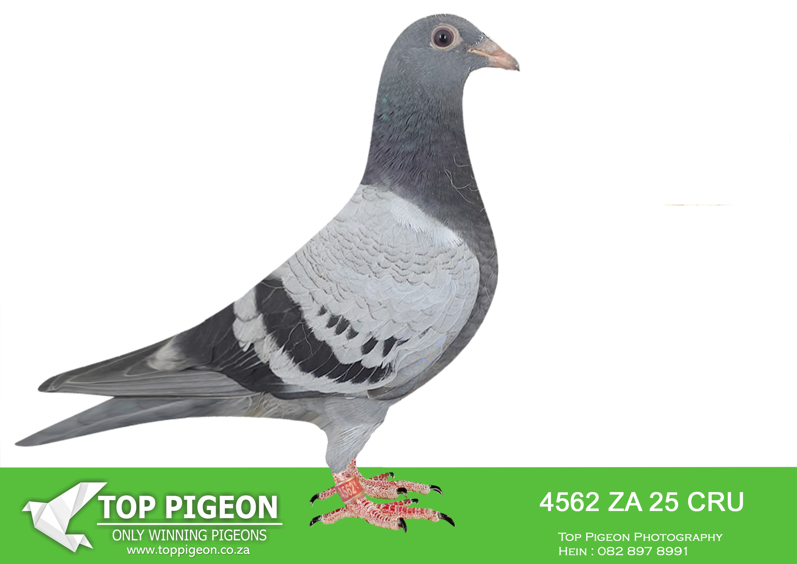 LOT 31 BANIE DEETLEFS -4562 ZA 25 CRU -SIRE:744 J&B 24.Du Preez&Deetlefs 1ST CLUB – 22ND UNION 6TH CLUB – 8TH UNION 8TH CLUB – 12TH UNION BROTHER 734 – 3 X WINNER. DAM IS 1151 DIRECT DAUGHTER TO 8 X SANPO MEDAL WINNER TURBO KITTEL.1151 – SOLD FOR R132,000.00 BRED WINNER BRED FOR STOCK SISTER TO MANY WINNERS.—————-DAM: 560 J&B 22 Colour: BB Du Preez&Deetlefs SCORED 8 X CLUB 2023 SCORED 12 TIMES CLUB 2024 1ST CLUB – 2ND UNION 3RD CLUB – 5TH UNION 4TH CLUB – 4TH UNION 5TH CLUB – 17TH UNION SAME BLOODLINE RELATED TO UNTOUCHABLE & BULLIT.SEE PEDIGREE!!!!