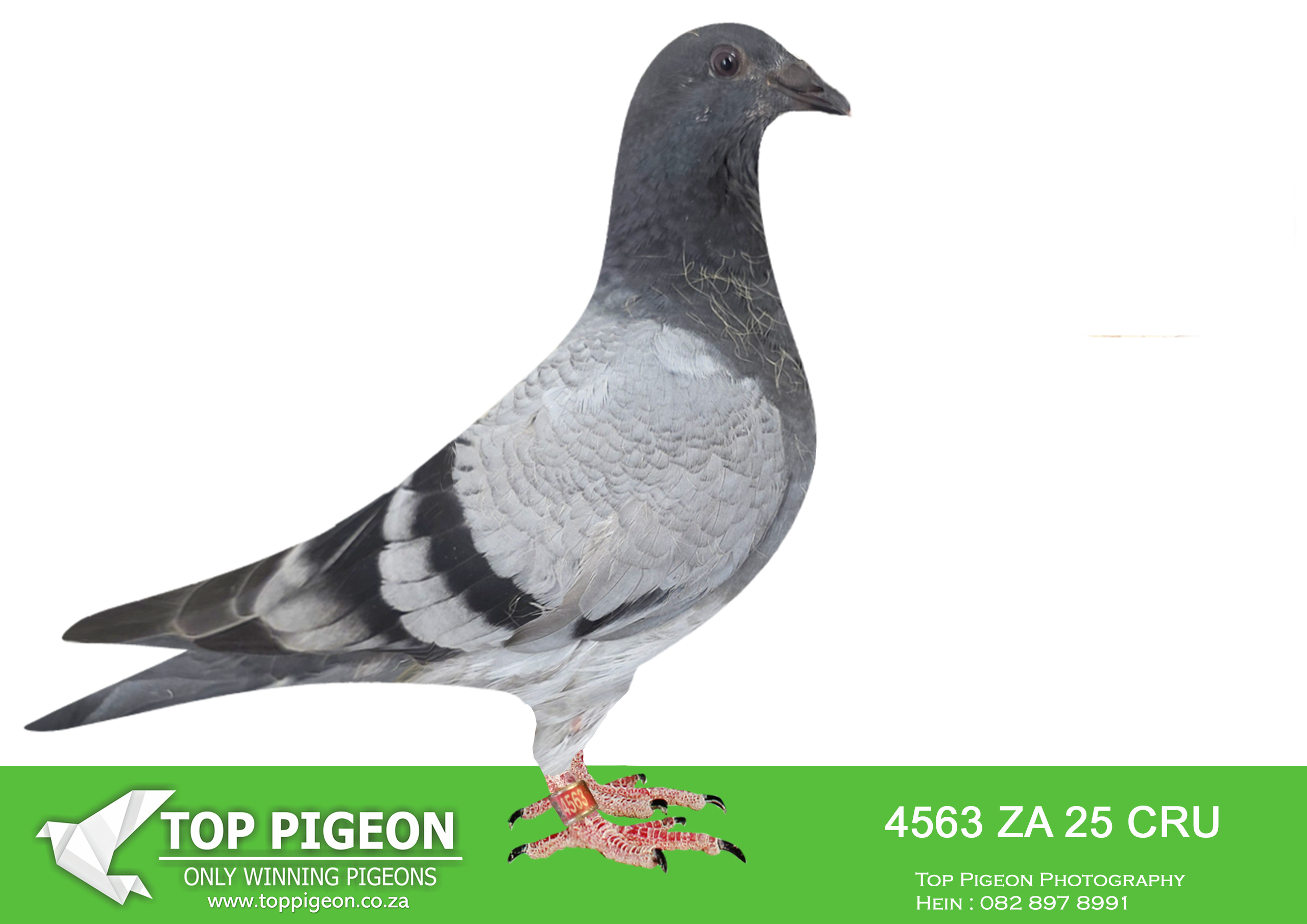 LOT 21 BANIE DEETLEFS -4563 ZA 25 CRU -SIRE:711 J&B 24. DU PREEZ & DEETLEFS. SIRE IS 27628 -SOLD FOR R70,500.00 3 X WINNER – 2 X COMBINE WINNER SANPO MEDAL WINNER DAUGHTER J&B -22 499 – 4TH BLUE JACKET AFRIKA PRO 2023.DAM IS 11072 – SOLD FOR R207,000.00 4 X WINNER SCORED 3X TIMES FIRST 5 CLUB 2022 SCORED 5X TIMES CLUB 2022 SUPER RACER SCORED 12X CLUB 2023.———–DAM:2205 J&B 24 Colour: BB Du Preez&Deetlefs FATHER 12828 IS FULL BROTHER OF BULLIT SISTER 2055 – 3 X UNION WINNER.SEE PEDIGREE!!!!