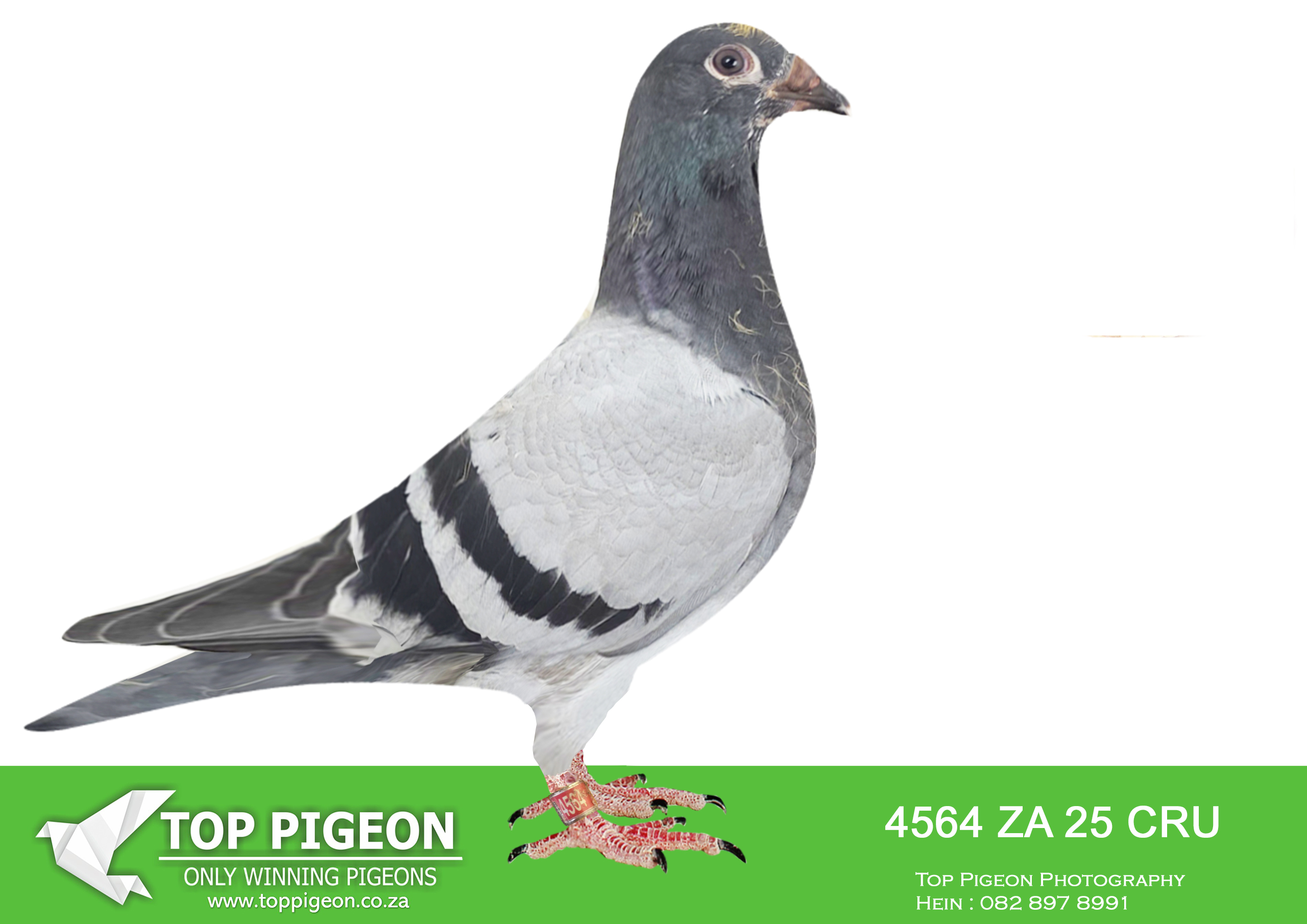 LOT 14 BANIE DEETLEFS -4564 ZA 25 CRU -SIRE:711 J&B 24. DU PREEZ & DEETLEFS. SIRE IS 27628 -SOLD FOR R70,500.00 3 X WINNER – 2 X COMBINE WINNER SANPO MEDAL WINNER DAUGHTER J&B -22 499 – 4TH BLUE JACKET AFRIKA PRO 2023.DAM IS 11072 – SOLD FOR R207,000.00 4 X WINNER SCORED 3X TIMES FIRST 5 CLUB 2022 SCORED 5X TIMES CLUB 2022 SUPER RACER SCORED 12X CLUB 2023.———–DAM:2205 J&B 24 Colour: BB Du Preez&Deetlefs FATHER 12828 IS FULL BROTHER OF BULLIT SISTER 2055 – 3 X UNION WINNER.SEE PEDIGREE!!!!