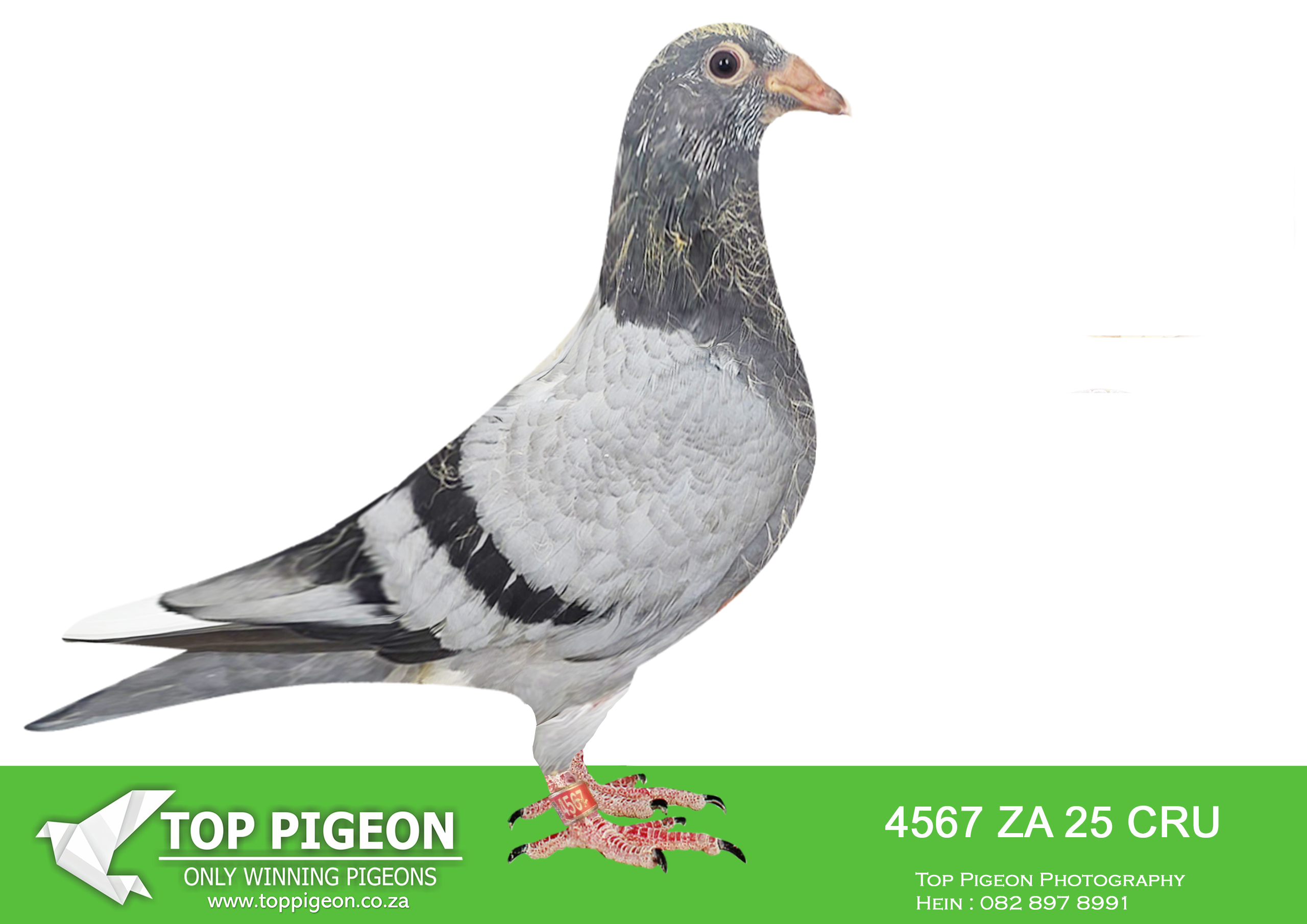 LOT 22 BANIE DEETLEFS -4567 ZA 25 CRU -SIRE:726 J&B 24.Du Preez&Deetlefs.SIRE IS SOLD FOR R36,500.00 ONE OF OUR BEST YEARLINGS SCORE 2 X 4TH SCORED 7 X TIMES IN CLUB 2022 SCORED 5 X CLUB 2023 .———-DAM:2205 J&B 24 Colour: BB Du Preez&Deetlefs FATHER 12828 IS FULL BROTHER OF BULLIT SISTER 2055 – 3 X UNION WINNER.SEE PEDIGREE!!!!