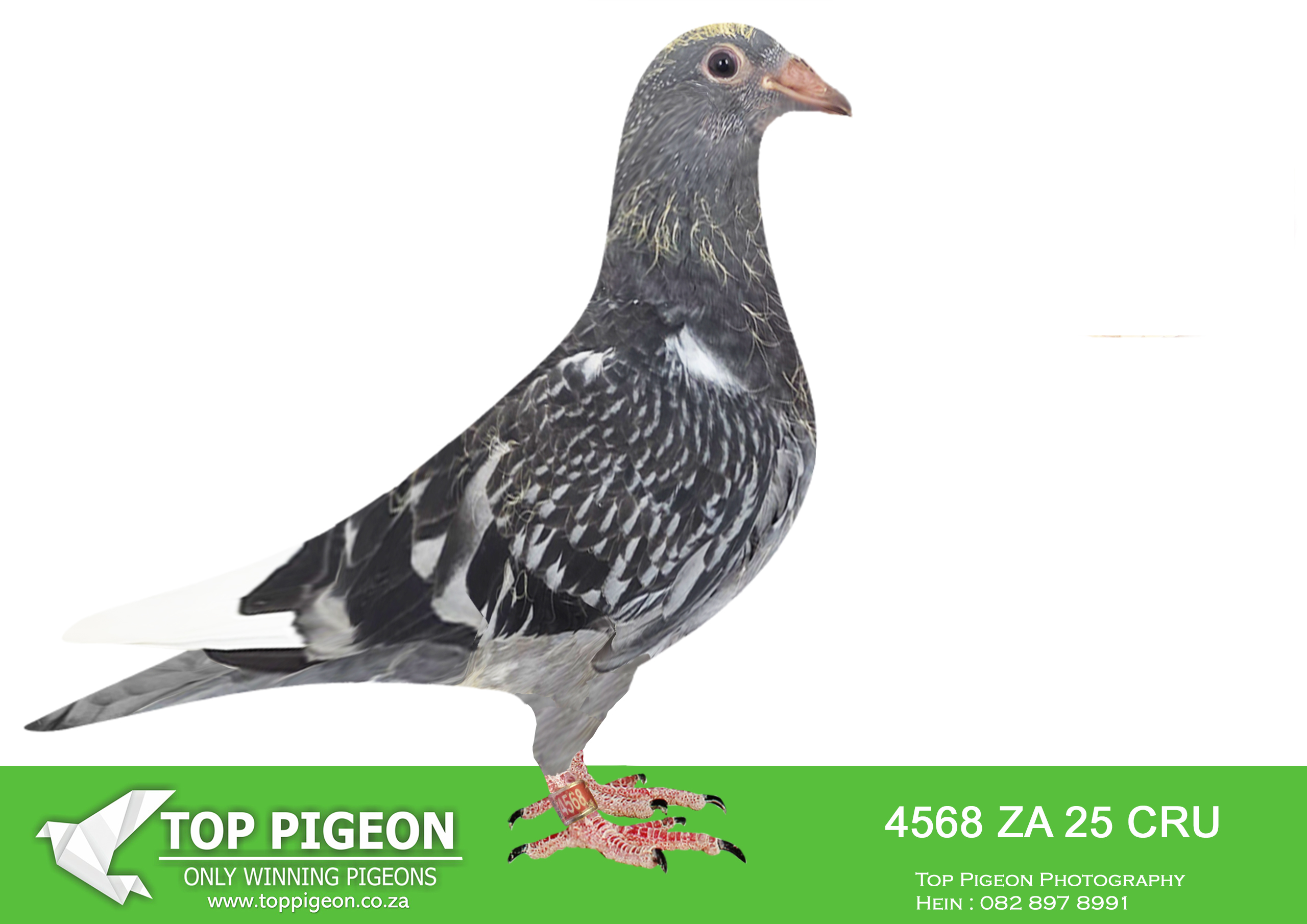 LOT 28 BANIE DEETLEFS -4568 ZA 25 CRU -SIRE:726 J&B 24.Du Preez&Deetlefs.SIRE IS SOLD FOR R36,500.00 ONE OF OUR BEST YEARLINGS SCORE 2 X 4TH SCORED 7 X TIMES IN CLUB 2022 SCORED 5 X CLUB 2023 .———-DAM:2205 J&B 24 Colour: BB Du Preez&Deetlefs FATHER 12828 IS FULL BROTHER OF BULLIT SISTER 2055 – 3 X UNION WINNER.SEE PEDIGREE!!!!