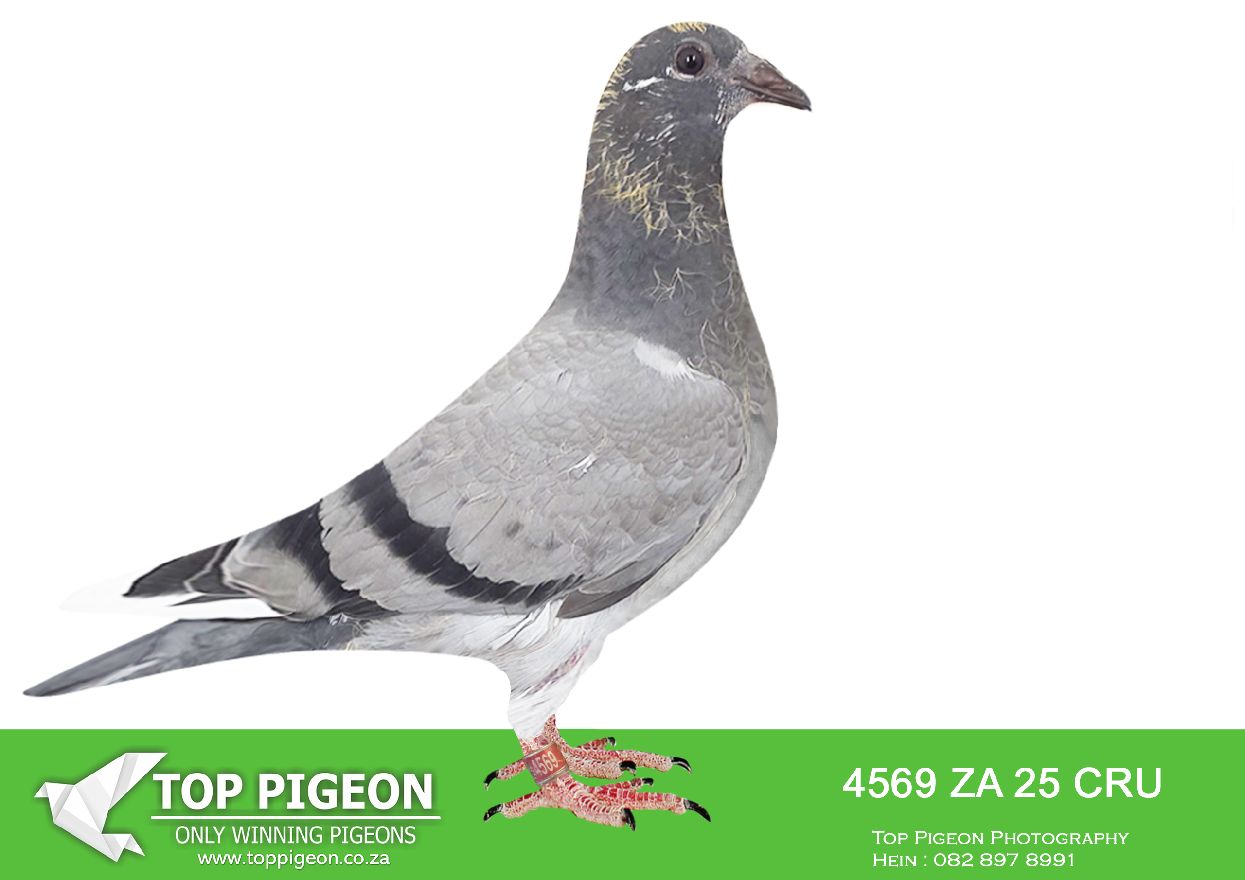 .LOT 7 BANIE DEETLEFS -4569 ZA 25 CRU -SIRE:712 J&B 24. DU PREEZ & DEETLEFS. SIRE IS 9059 – SOLD FOR R247,000.00 WINNER BROTHER 9849 8 X SANPO MEDAL WINNER BEST BIRD UNION AND CLUB BEST MIDDEL DISTANCE BIRD AND WON 5 X IN FIRST YEAR – 9059 SCORED 3 X 1ST 10 IN CLUB. BEST BIRD CLUB 2022 COFFISIENT SCORED 5 X 1ST CLUB 2022.———-DAM:3108115 BE 24. DU PREEZ & DEETLEFS. DAM IS 01732 ZA 16 LADY Colou BB TOENIER/CATRRYS/HERMANS/PUTTRIE/SIERENS BRED WINNERS 4X WINNER 3XUNION WINNER 2X COMBINE WINNER 2ND BEST BIRD COMBINE BEST OLD BIRD COMBINE 3 BEST SHORT DISTANCE COMBINE.SEE PEDIGREE!!!!