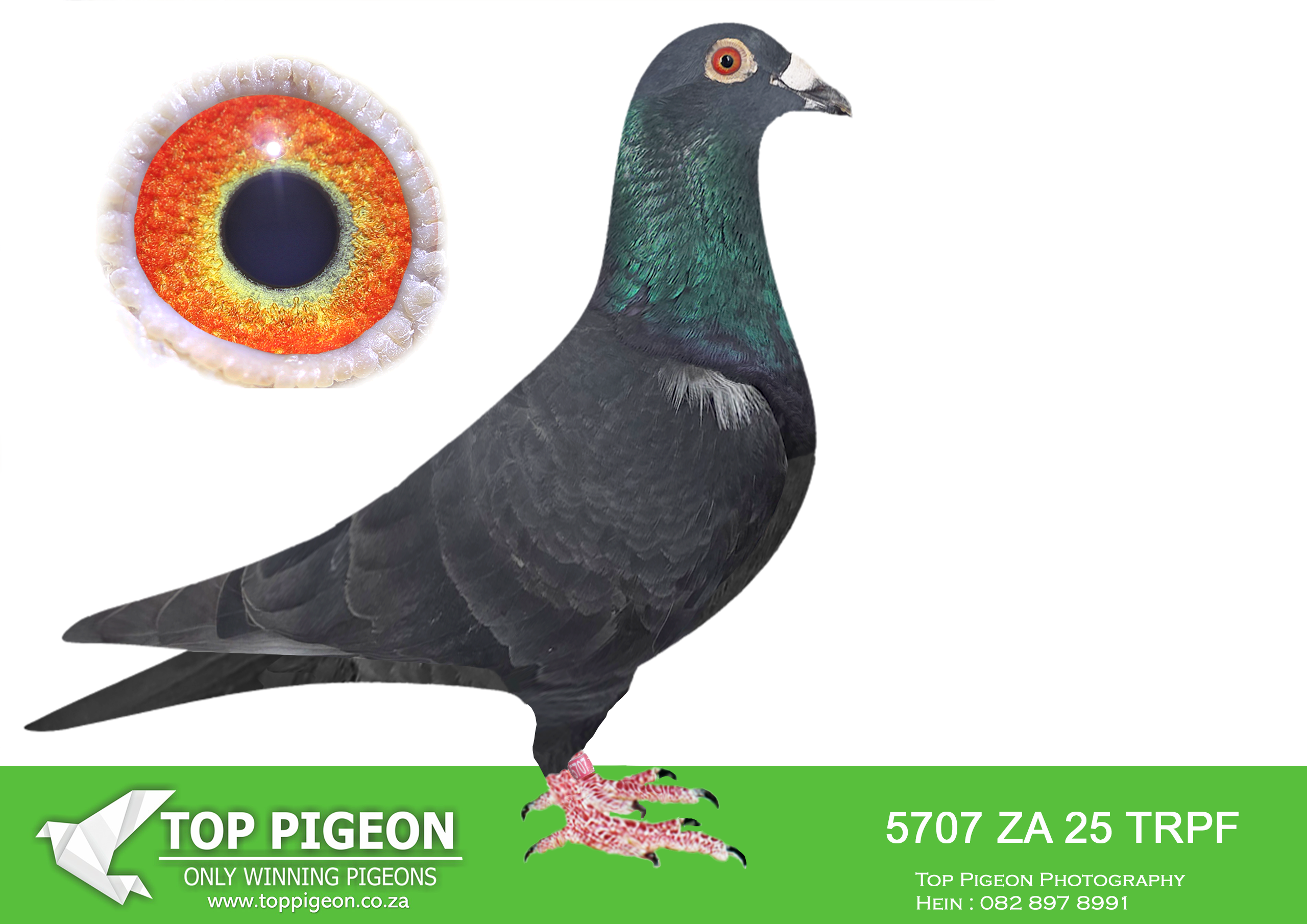 LOT 13 WACKY WEDNESDAY – ZA 25 TRPF 5707 -SIRE:ZA-2022-CYRIL-5627 Mc Dermott Lofts Bont Bred for breeding! Sire is half-brother to the dam of the RSA World Champion when crossed to a Turbo Tom cock. ====================DAM:DV-2023-01811-1056 “BLACK ELSA” SG Ullrich Sohn & Enkel.SEE PEDIGREE!!!