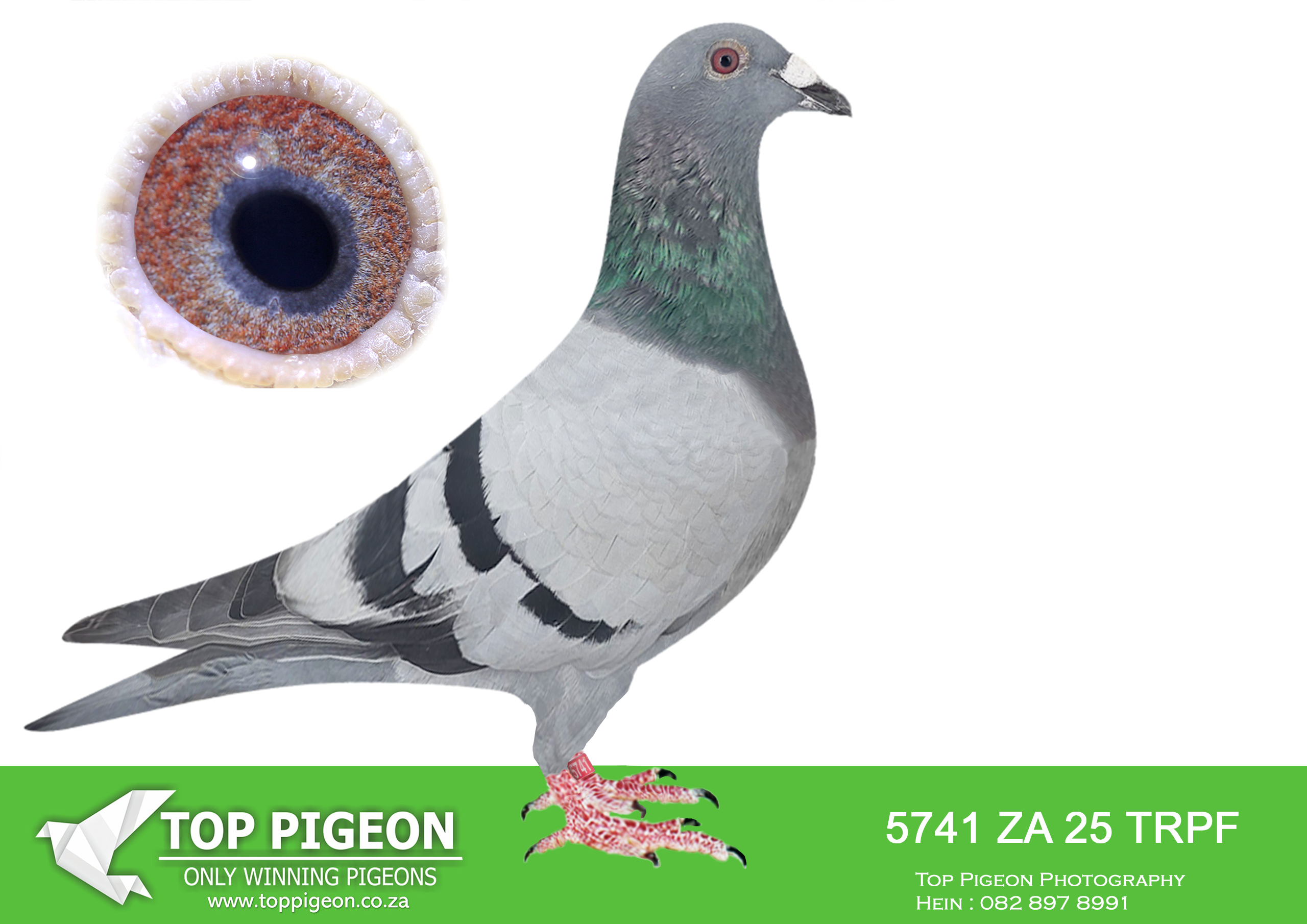 .LOT 7 WACKY WEDNESDAY – ZA 25 TRPF 5741 –SIRE:ZA-2024-NOK/BPK-251 Mc Dermott Lofts Dirk Van Den Bulck.Bred for breeding! Sire is half-brother to the dam of the RSA World Champion when crossed to a Turbo Tom cock. ====================DAM:ZA-2023-TRPF-12229 Mc Dermott Lofts.Bred from an exceptional bloodline of proven champions!SEE PEDIGREE!!!!