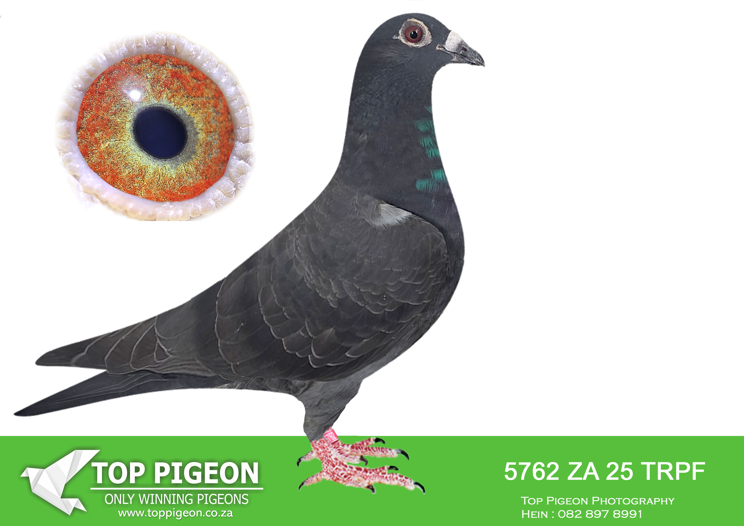 LOT 11 WACKY WEDNESDAY – ZA 25 TRPF 5762 -SIRE:ZA-2022-CYRIL-5627 Mc Dermott Lofts Bont Bred for breeding! Sire is half-brother to the dam of the RSA World Champion when crossed to a Turbo Tom cock. ====================DAM:DV-2023-01811-1056 “BLACK ELSA” SG Ullrich Sohn & Enkel.SEE PEDIGREE!!!