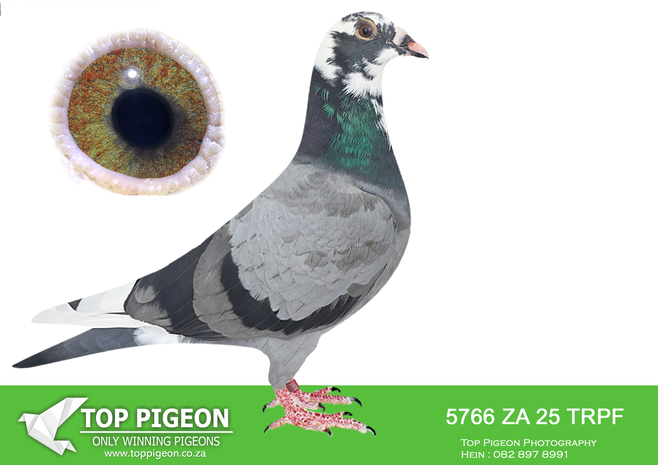 LOT 17 WACKY WEDNESDAY – ZA 25 TRPF 5766 -Full sibling to the mother of: • 1e Final Saipr Summer Winner 2022. • 1e Grand Ave. Kroonstad Saipr 2022. • 3e Hotspot 1 Saipr 275km 2022. • 2e Grand Ave. Kroonstad Saipr 2022. • 13e Hotspot 3 Saipr 438km 2022. Cousin to “Afrique” • 1e Race 6 Afrika Pro 2091p 2025. • 2e Race 9 Afrika Pro 1775p 2025. • 3e Brown Jacket Afrika Pro 2025. (for Hein Beneke – Top Pigeon)————–SIRE:ZA-2018-TRPF-8065 “65” Mc Dermott Lofts Blue Strain: Tom Lock Flor Engels • 1e Winburg Sprint Fed 703p 1425mpm. His full sister bred for Hein Beneke: • 3e Ace Bird Dinokeng 2022. • 8e Ace Bird Cape Town Int. 2023. • 19e Final Cape Town Int. 2023. • 2e Club Sale Race Win Bloem. ====================.DAM:ZA-2018-NDK-0506 “KLEIN KAASBOER” Mc Dermott Lofts Kaasboer Bont • 1e Bloem Sprint Fed 1296mpm. Proven bloodline for speed and endurance. Brother is a breeder of multiple winners. Father to 6 individual winners. Recognized as a super breeder. Superior traits: speed, endurance and instinct.SEE PEDIGREE!!!