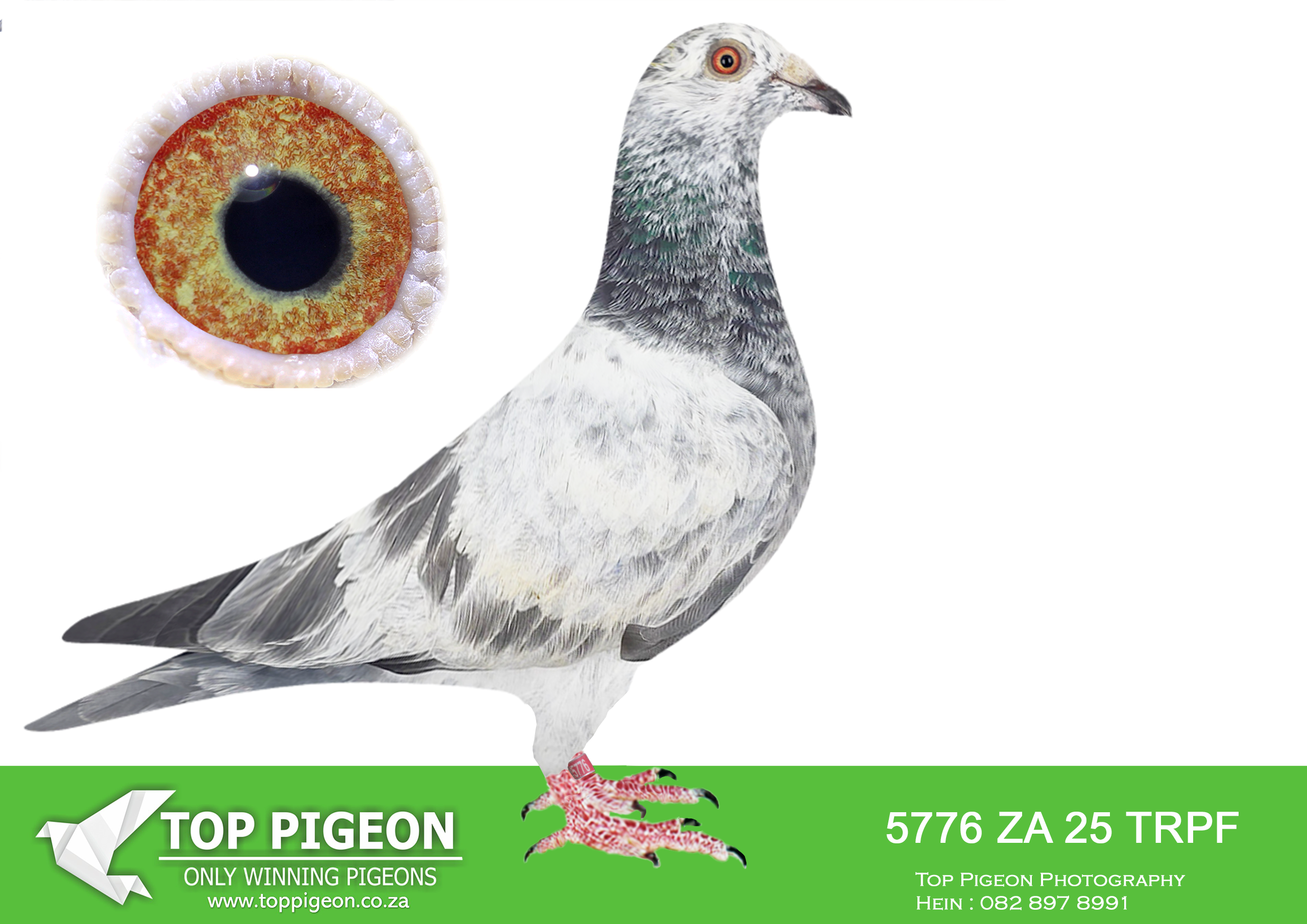 LOT 18 WACKY WEDNESDAY – ZA 25 TRPF 5776 -SIRE:ZA-2023-GPU-4746 TNT Elite Centre Best Kittel Mealy A superbly bred pigeon with genetics acquired from two top lofts in SA – JJJ Lofts and Aces Lofts. Sire “Enzo” purchased for R53 000.00 at the Saipr Auction. His sire is a direct son of the World-famous “Best Kittel” His dam is the 7e Nat. Ace for Stefaan Lambrechts. “Best Kittel” is also her sire, and her dam is a direct daughter of “Best Kittel” =====================DAM:ZA-2018-TRPF-22097 Mc Dermott Lofts.Inbred to “Double Ring” – Hermans Clausing. He bred 3x Fed winners and a few 2e Fed positions with different hens. He is responsible for over 20 winners and multiple Top 10 score’s. He is considered one of our base breeders.SEE PEDIGREE!!!