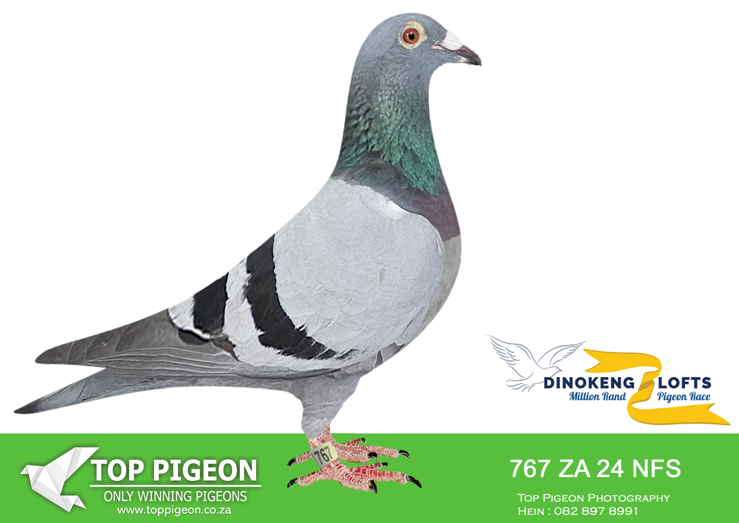 LOT 14 DINOKENG OLR UNPAID / LATE PEDIGREES -DANIE & VYVER – ZA NFS 24- 767 -SIRE:24 ZA 21 KSFC Strain: Oscar X Heeremans X Van Loon.———-DAM:19981 ZA 21 ZA Strain Jansse “Vos: X Blinde Koo.SEE PEDIGREE!!!