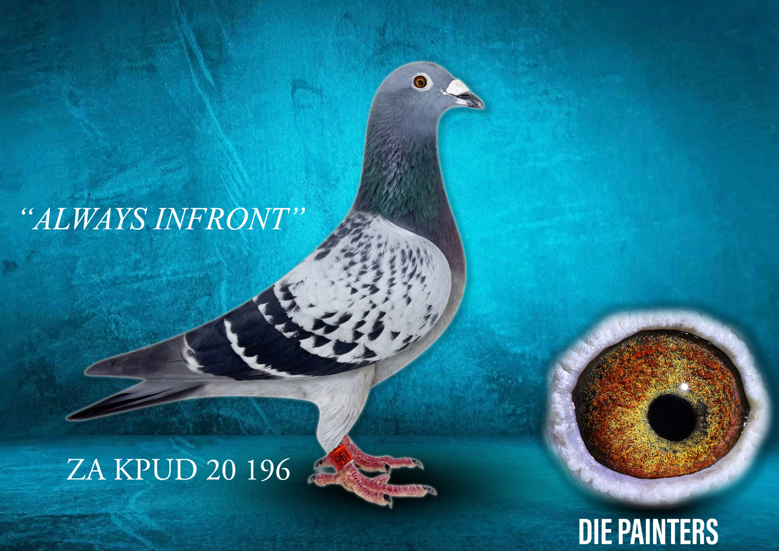 .LOT 7 DIE PAINTERS – ZA 20 KPUD 196 “ALWAYS INFRONT” – Our successes over the last 4 years as Union & Combine Short Distance & Sprint Champions may be attributed to this hen. During 2024 she was 8th National Ace Pigeon Short Distance FCI Classification – this as a 3 Year-Old flying to the perch! If ever there was a SUPER RACER she is it. She is a Union Winner and 6 X 1st Club Winner and is one of the most dependable front fliers we have ever raced. A short summary of her best performances over a 4-year racing career: 1st Club 1st Union 329km 726p 1st Club 4th Union 277km 1217p 1st Club 4th Union 278km 727p *1st Club 4th Union 293km 514p *1st Club 6th Union 278km 891p 1st Club 6th Union 277km 837p *1st Club 6th Union 240km 558p This is 7 X Top 6 in the Union – there are very very few pigeons that can rival this! She is bred out of “ALWAYS TOP 5” who is also the mother of the famous “MIRARI PINK” Her full brother is also a top racer and breeder of winners for Ds Hennie Pienaar from Brakpan.SEE PEDIGREE!!!