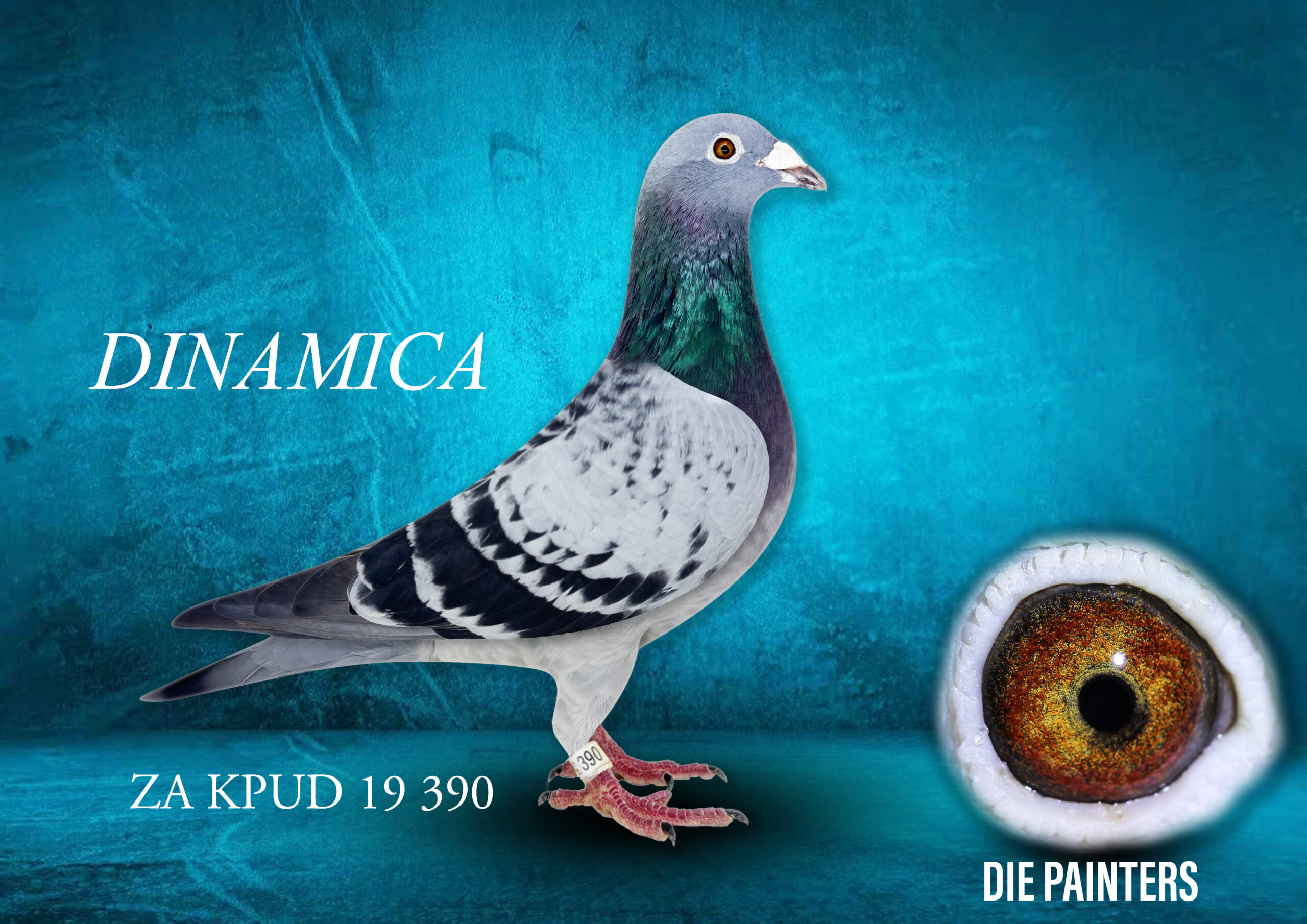 .LOT 5 DIE PAINTERS – ZA 19 KPUD 390 “DINAMICA” – Arguably our best long distance racer ever!! This hen is pigeon royalty! Just look at her illustrious racing career: 8 X 1st Club – 7 X Equal 1st Club – 8 X Top 10 Union – 15 X Top 15 Union ————SIRE:”EMERALD PRINCE” Cock Sablo/Houben BBWF Bred by GJT Lofts out of 42nd Final race SAMDPR when mated to a super Sablon cock. This cock was a great racer on races over 600km and was our 1st Bird on many occasiions when the velocity was low. He bred us 5 winners most notably “DINAMICA” who must go down as one of the best long distance racers in SA over the last 10 years. She won the Union by 26mins clear from 700km and scored 8 X in the Top 10 of the Union!———–DAM:”POTSHOT PIED HEN” Hen Painter NG Indigo Pied Direct daughter of the “POTSHOT PAIR”. Like her siblings she is simply an incredible breeder. She is the mother to 390/19 “DINAMICA” who is a 8 X Winner & Combine Winner with more than 30 mins on a hard overnight race from Cradock (700km). This same hen won 1st Club 2nd Union from Beaufort West (850km) also on a n overnight race only beaten by a few seconds by a pigeon 50km closer. In total the “POTSHOT PIED HEN” has bred 7 winners of which 5 has scored in the Top 5 at Union Level.SEE PEDIGREE!!!!
