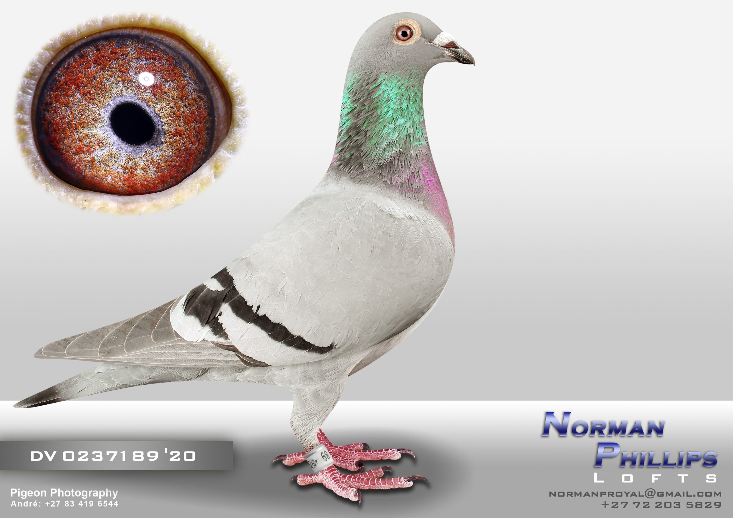 .LOT 7 INTERNATIONAL AUCTION – DV 02371 20 89 ——-16. Final Cape Town OLR 2021 23. Ace Bird Average –NESTMATE OF:— 4. Final Thailand Nong OLR 530 km (3 sec behind winner ) –BROTHER BRED:— 4. Final Vic Falls 2025 (Very Hard Race)——bred ZA BORD 2495/21 .8th Ace Bird Diaz One Loft 2022 ,Flew 6x in the top 50 , Flew 5x equal winner.————-SIRE:02371 1123 DV 19 Colour: BB Klaus Wustefeld –SIRE OF:— 4. Final Thailand Nong Chok 530 km (3 sec behind winner) 16.Final Cape Town One Loft Final 23. Ace Bird Averages –G.SIRE OF:— 4. Final Vic Falls 2025 8. Ace Bird Diaz OLR 2022.————-DAM:02371 639 DV 15 Colour: BB Klaus Wustefeld –DAM OF:— 4. Thailand Nong Chok Final 530 km (3 sec. behind the winner ) 16. Final Cape OLR 2021 23. Ave Bird Averages –G.DAM OF:— 8. Ace Bird Diaz OLR 2022.SEE PEDIGREE!!!!