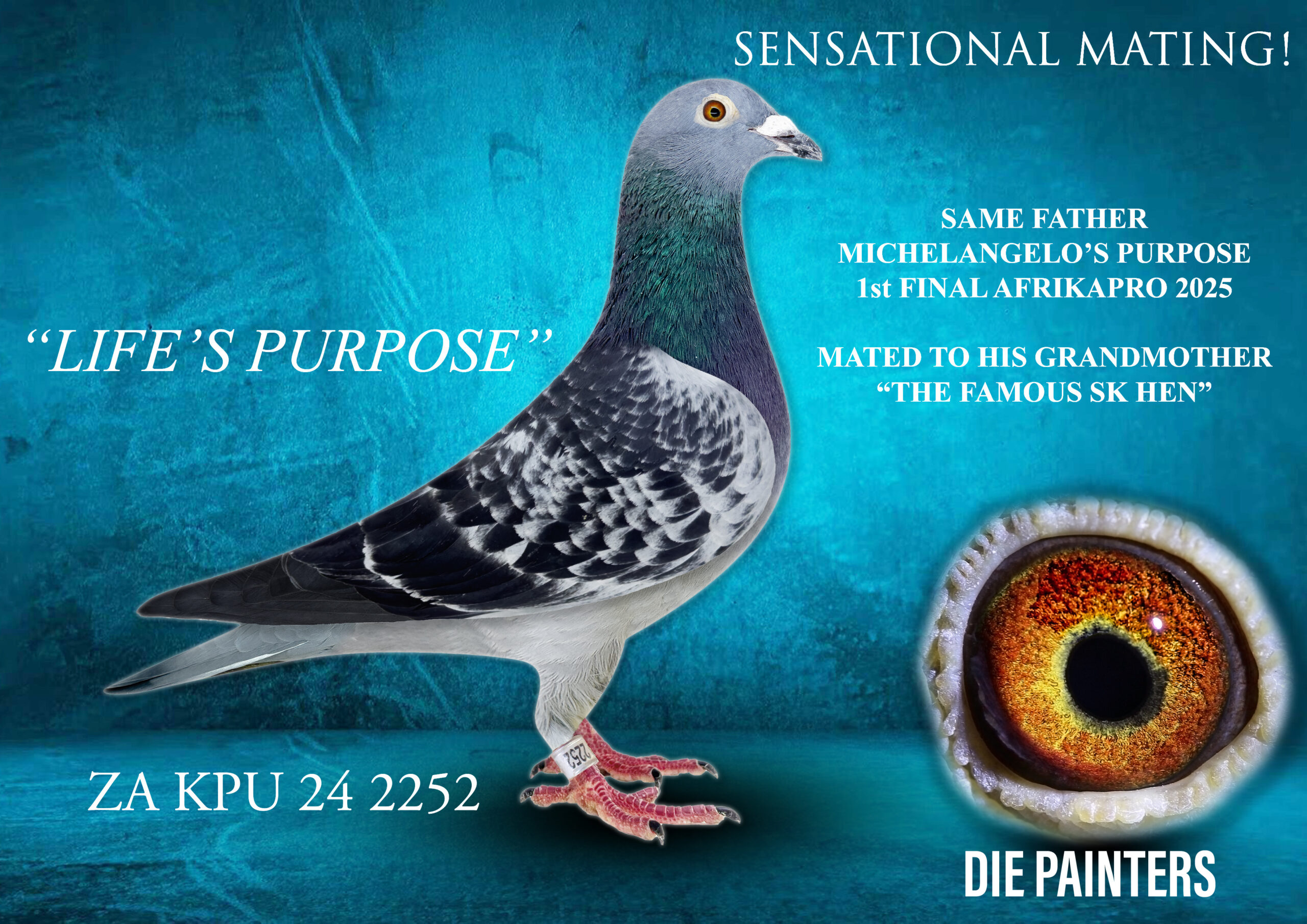 .LOT 1 DIE PAINTERS – ZA 24 KPU 2252 “LIFE’S PURPOSE” – The product of a SENSATIONAL ONCE IN- A-LIFETIME MATING!! The SUPER RACER & BREEDER “DUAL PURPOSE” – FATHER OF THE AFRIKAPRO FINAL RACE WINNER 2025!! mated to his living legend grandmother “THE FAMOUS SK HEN” “THE FAMOUS SK HEN” has become a household name in South Africa and the world through the exploits of her children, grandchildren, g/grandchildren and g/g/grandchildren. Her progeny includes more than 200 winners across South Africa and already includes winners in 4 generations. Same mother as the UNBELIEVABLE “MEDAL MISS” – 7 X TOP 10 Union (1100 birds average) in 8 weeks. Never out of first 45 in Union in 9 races. The best racer we have ever had in over 60 years of racing!SEE PEDIGREE!!!