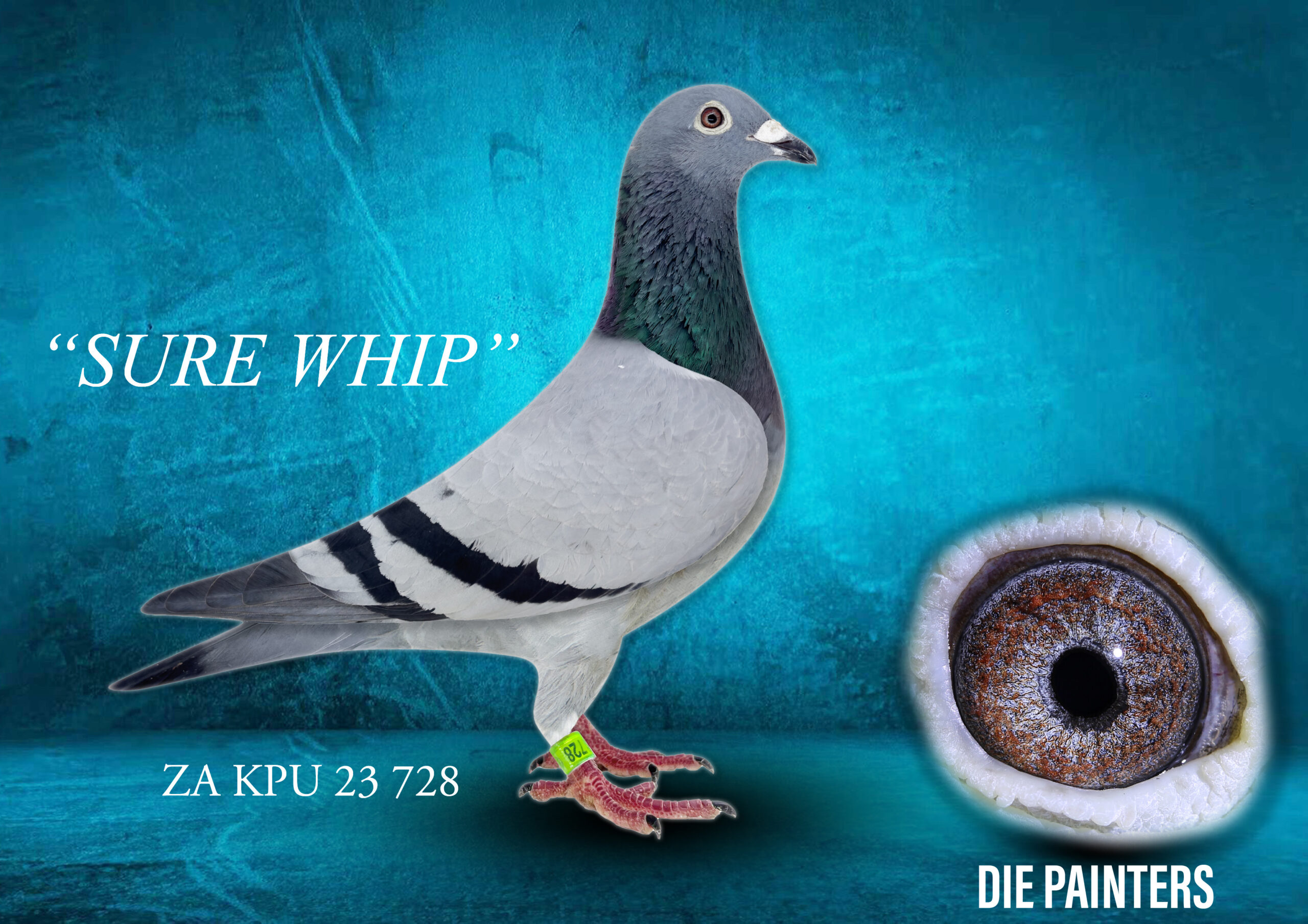 .LOT 3 DIE PAINTERS – ZA 23 KPU 728 “SUREWHIP” – Directly out of MIRACLE BREEDER “BLUE WHIP” when mated to “SUMOTJIE” No.1 Hen of Ds Hennie Pienaar. The parents of this hen are amongst the most recognised pigeons in SA currently.”BLUE WHIP” is father to:* MOTHER OF AFRIKAPRO FINAL WINNER* FATHER OF AFRIKAPRO GREEN JACKET WINNER * TWO INDIVIDUAL SANPO GOLD MEDAL WINNERS *1st OVERALL ACE PIGEON WRRPA UNION 2019 COMBINE WINNER & CPK SALES RACE WINNER *ALBERTON EXPENSIVE RING RACE WINNER * 1st ACE PIGEON WRRPA SPRINT SERIES 2021 * 1st ACE PIGEON WRRPA MIDDLE DISTANCE 2019 The mother of this hen is a super breeder herself directly out of the famous SUMO PAIR of Hannes Grove. Full siblings of “SUREWHIP’ has already produced winners and Top 1% Union and Combine performers!SEE PEDIGREE!!!