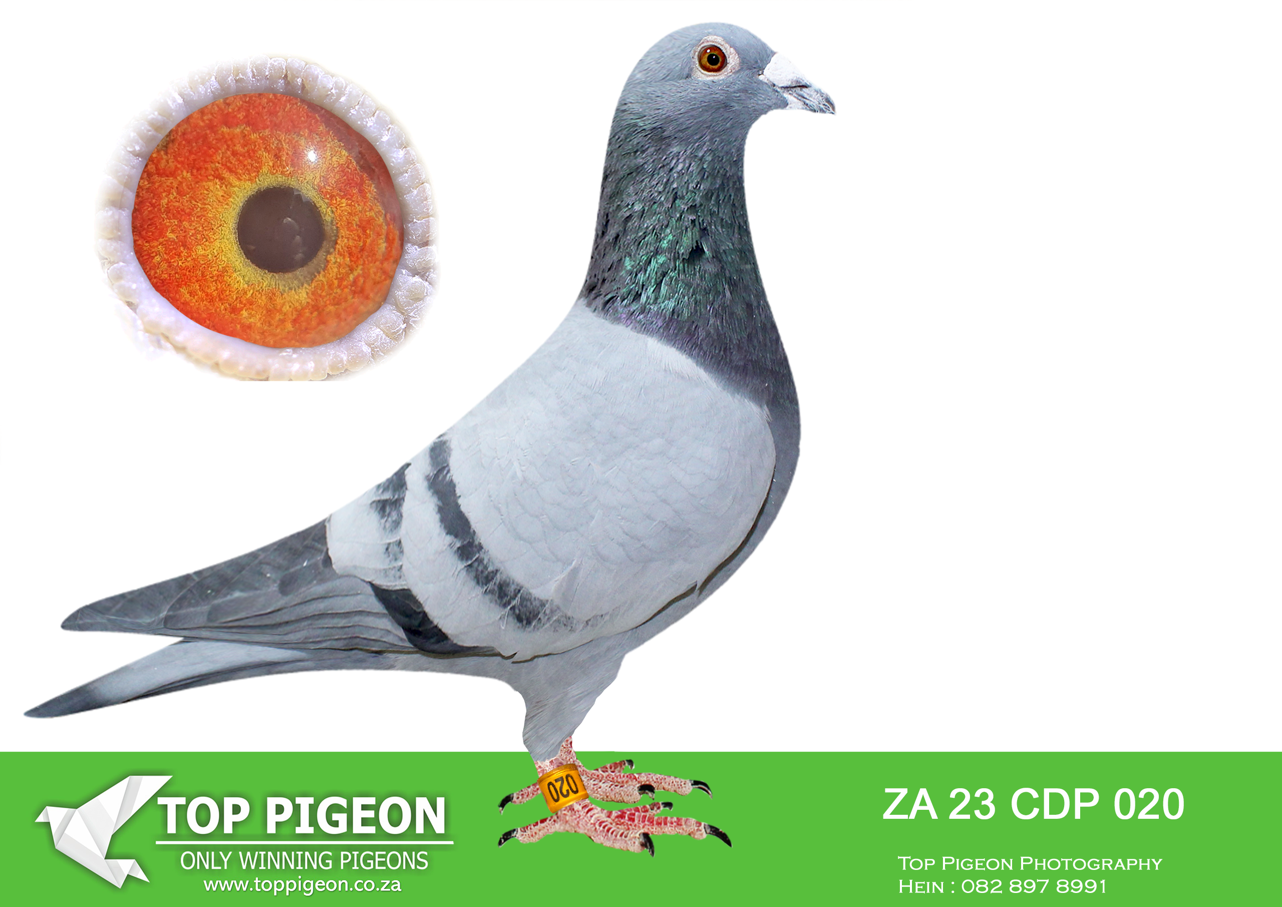 LOT 60 DU PLOOY FAMILY LOFTS- ZA 23 CDP 020 BB C -Inbred cock, Father x Daughter. Super handling, I would never have sold this bird. Future foundation bird. This line clicks with my Survivour/Bakkie Line.———-SIRE:ZA 19 PPL 245 .Alias “Pandy” Strain: SuperCrack/PowellPuttrie Color: Blue Bar Great handler with wedge sharped body with a ” one feather” tail. Perfect wing to body proportion. 245 in bred pigeon. Very best medium to long distance genetics. Bred 3rd place Barzalona 2021 for us at Cradock OLR————DAM: ZA 20 CDP 247 .Color: Blue Bar Raced for DPFL in 2021 and 2022, very good racers scoring multiple times in the club. SEE PEDIGREE!!!