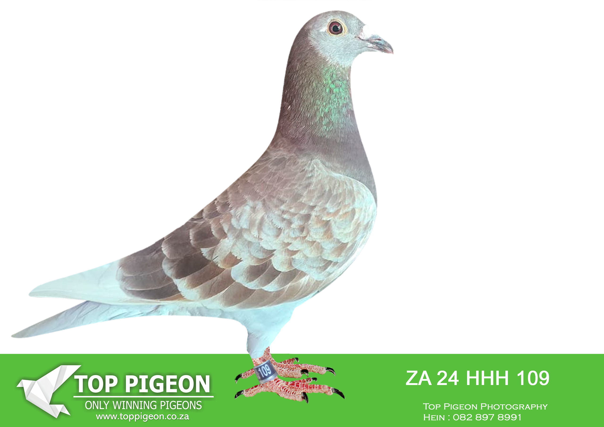 .LOT 1 KITTEL AUCTION – ZA 24 HHH 109 -SIRE:1162 ZA 23 ABL.Strain: DIRK VAN DEN BULCK Color: Red Chequer Bred from the gfather to “TURBO KITTEL”,6 x SANPO GOLD MEDAL WINNER 2021 . Father to 3 winners for DIE HUYSERS His son won Cradock with 5 minutes on 760km for Claude Roux.————-DAM:1140 ZA 23 ABL.Strain: DIRK VAN DEN BULCK Color: Red Pied Bred for stock mother to 2 winners in her first year of breeding. FATHER IS FULL BROTHER TO DAM OF 8 X SANPO MEDAL WINNER “TURBO KITTEL”. “TURBO KITTEL” DAM WERE SOLD FOR R338 000.00 ON TOPPIGEON.SEE PEDIGREE!!!!