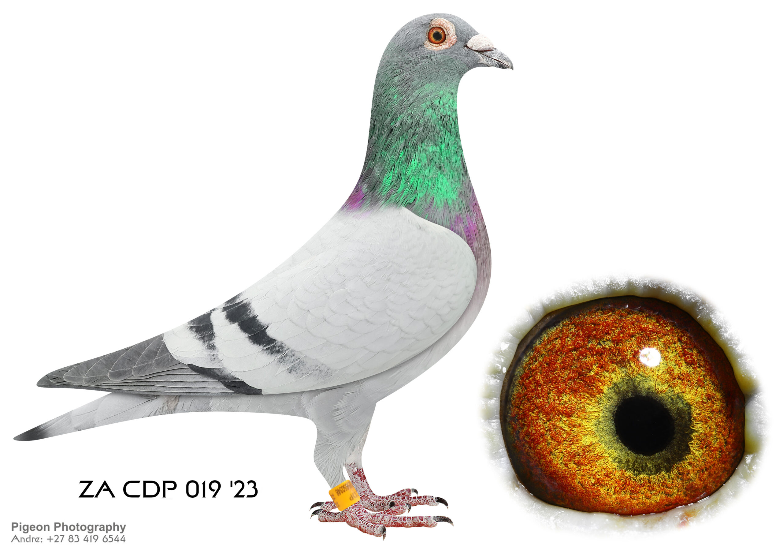 LOT 32 DU PLOOY FAMILY LOFTS- ZA 23 CDP 019 BB C –