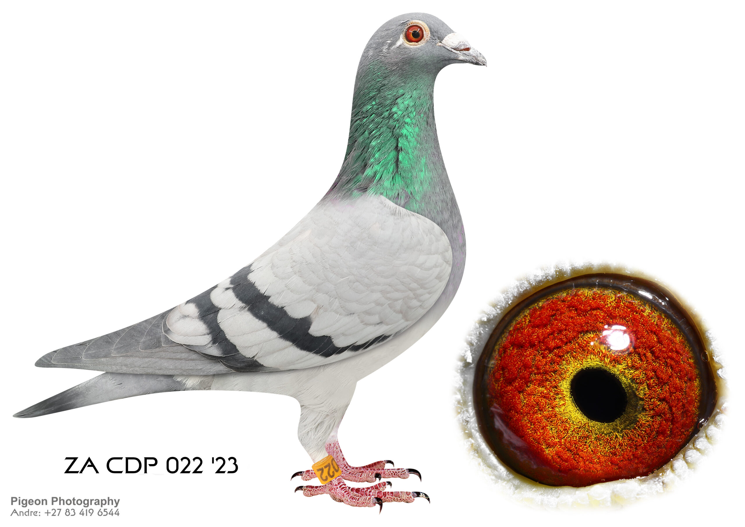 .LOT 1 DU PLOOY FAMILY LOFTS- ZA 23 CDP 022 BBP H –