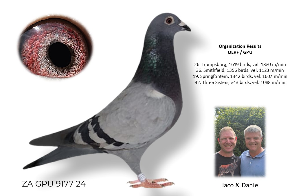 LOT 43 DANIE SCHOLTZ / JACO FAUL -9177 ZA 24 GPU –